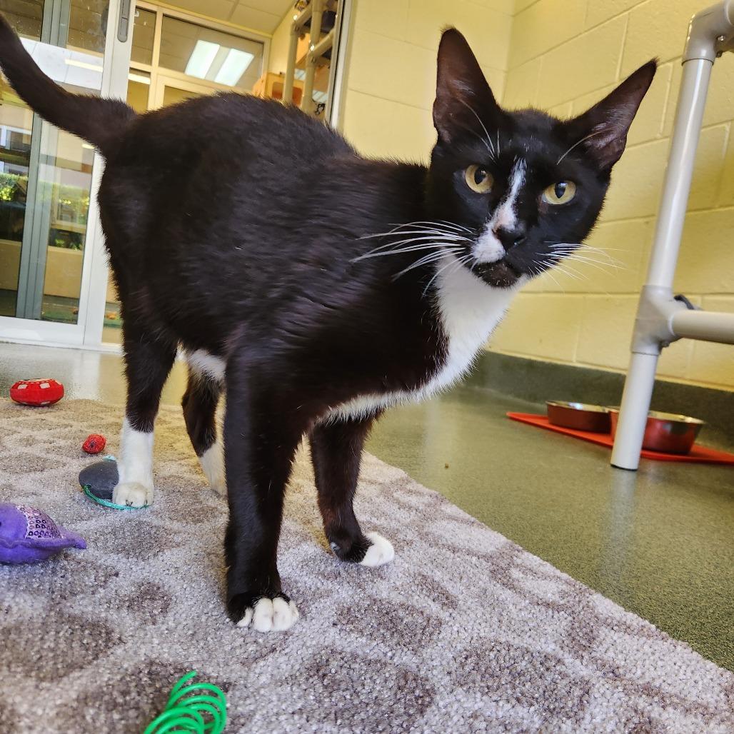 Enlarge Alfie, a Adoptable Domestic Short Hair in Naples, FL image 2/2