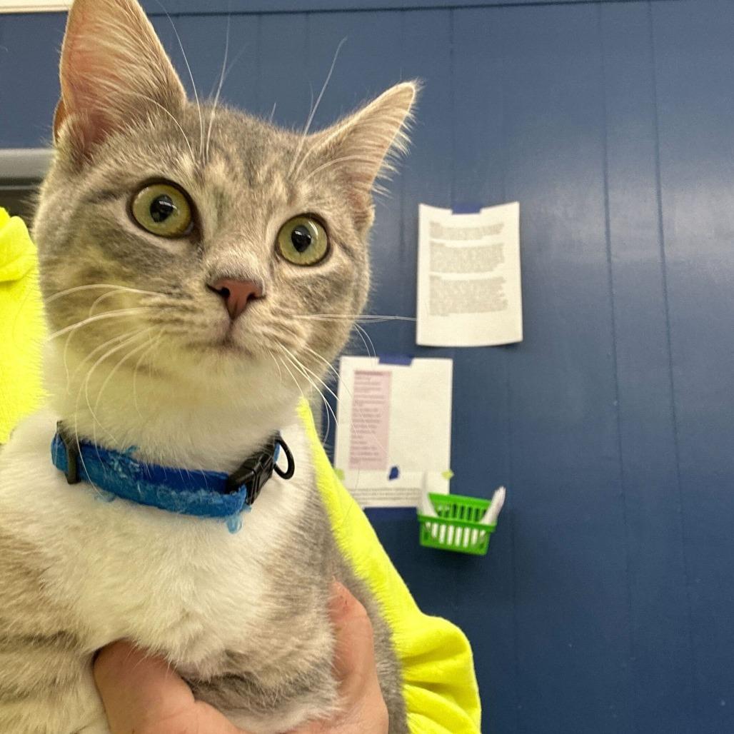 Fozzy, Adoptable, Kitten Female Domestic Short Hair.