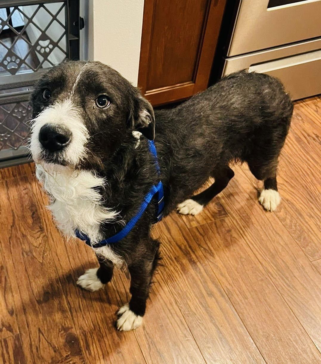 Boulder, a Adoptable Terrier in Germantown, OH image 1/3