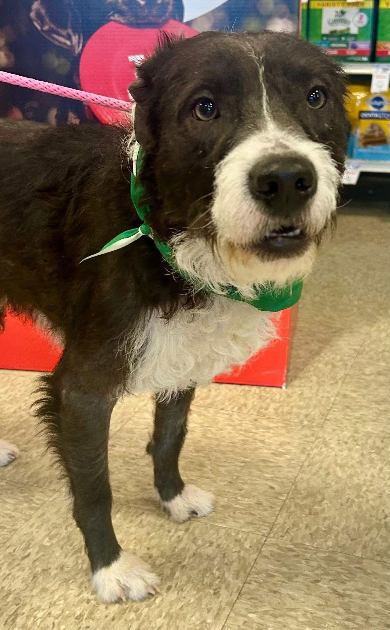 Boulder, a Adoptable Terrier in Germantown, OH image 2/3