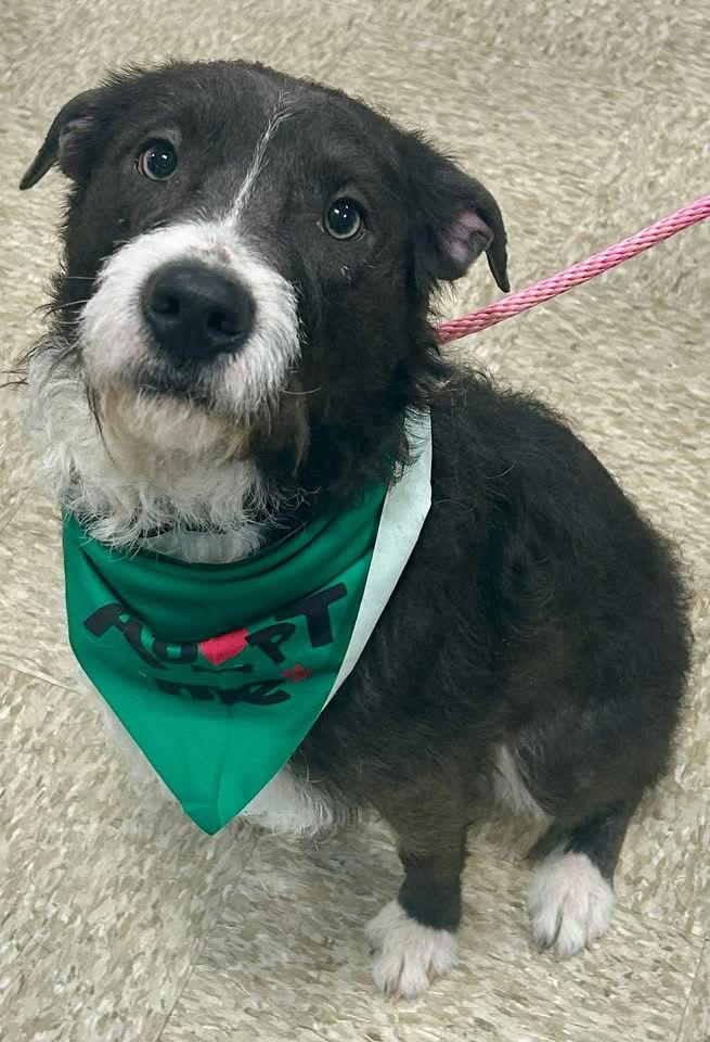 Boulder, a Adoptable Terrier in Germantown, OH image 3/3