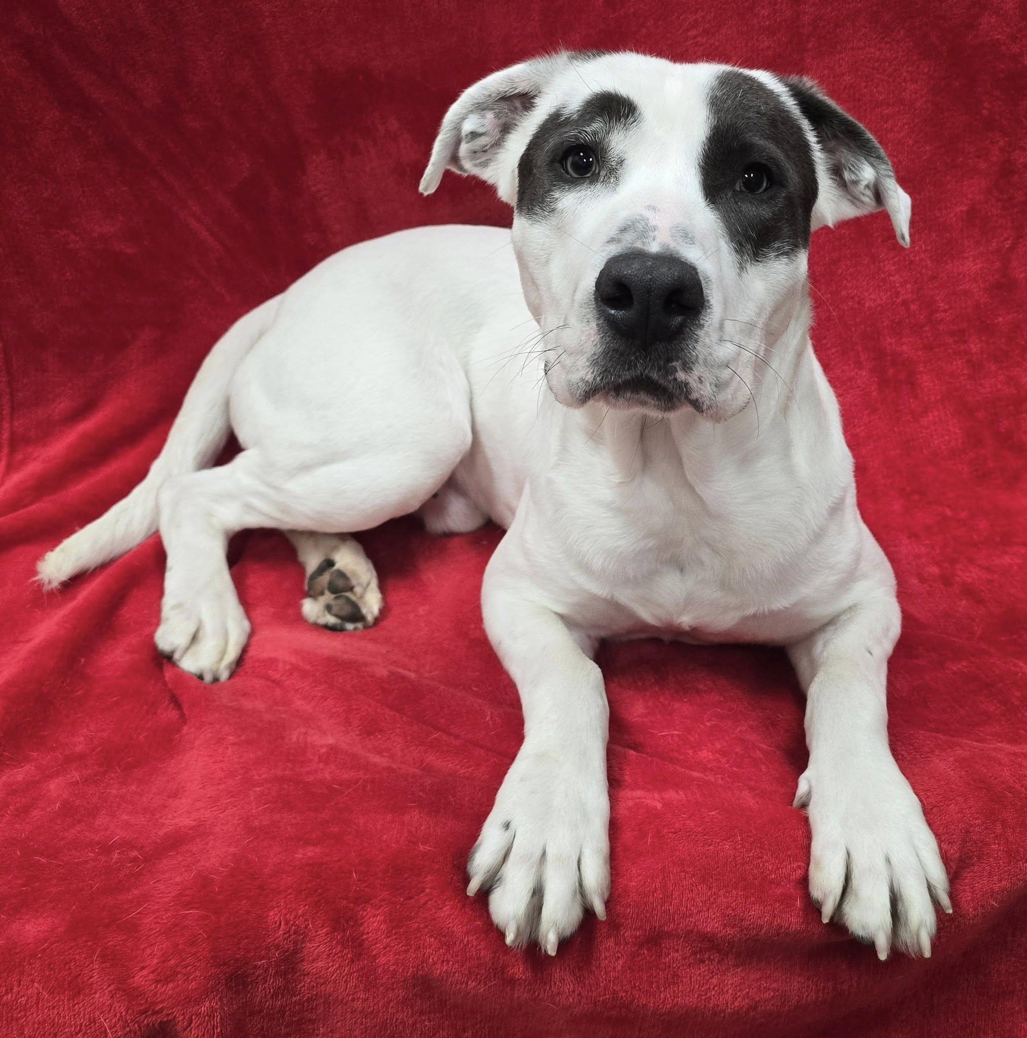 Orville, an adopted Mixed Breed in Frankfort, IN image 1/3