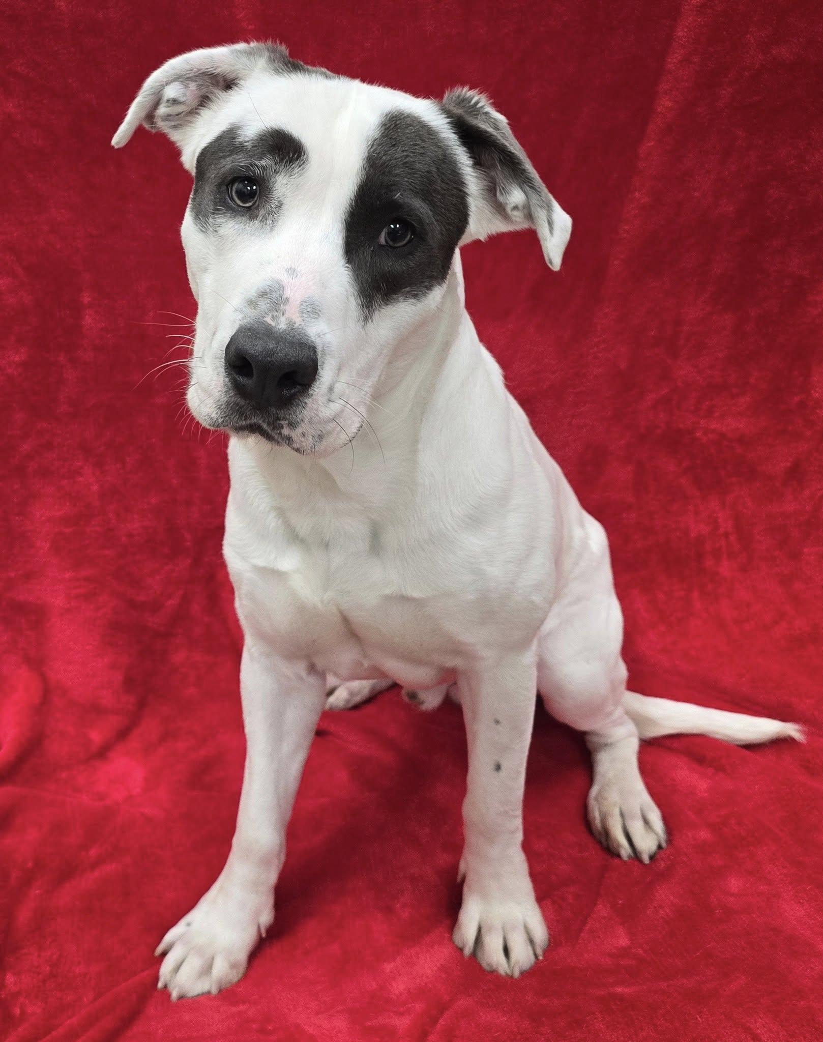 Orville, an adopted Mixed Breed in Frankfort, IN image 2/3