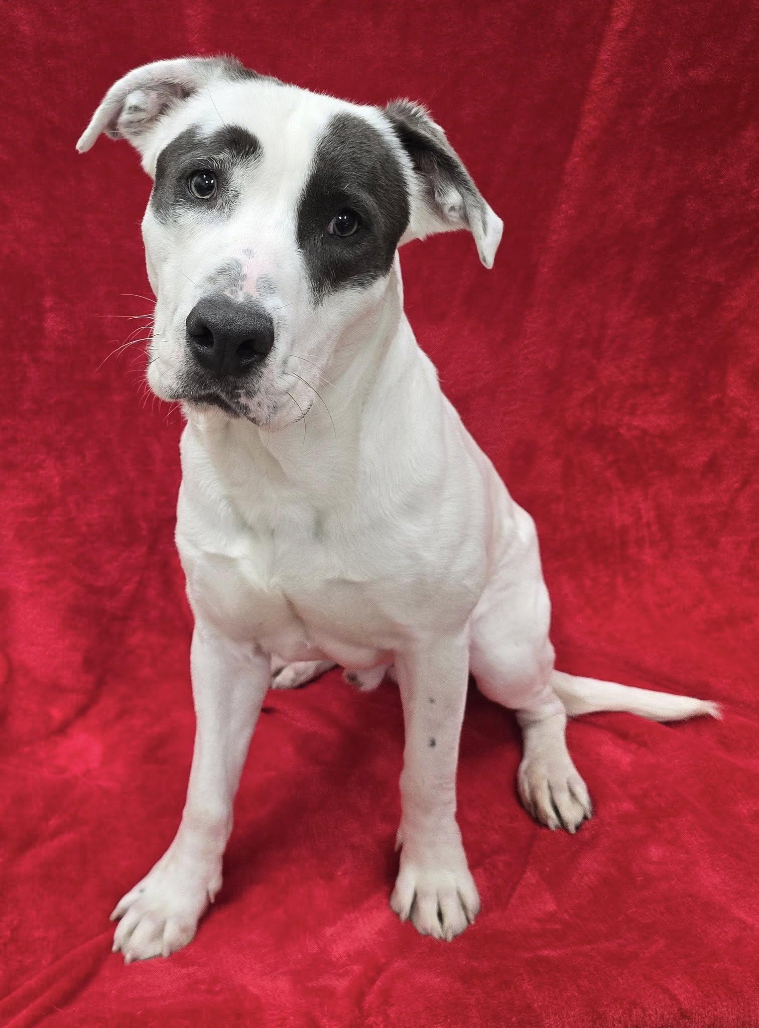 Orville, an adopted Mixed Breed in Frankfort, IN image 3/3