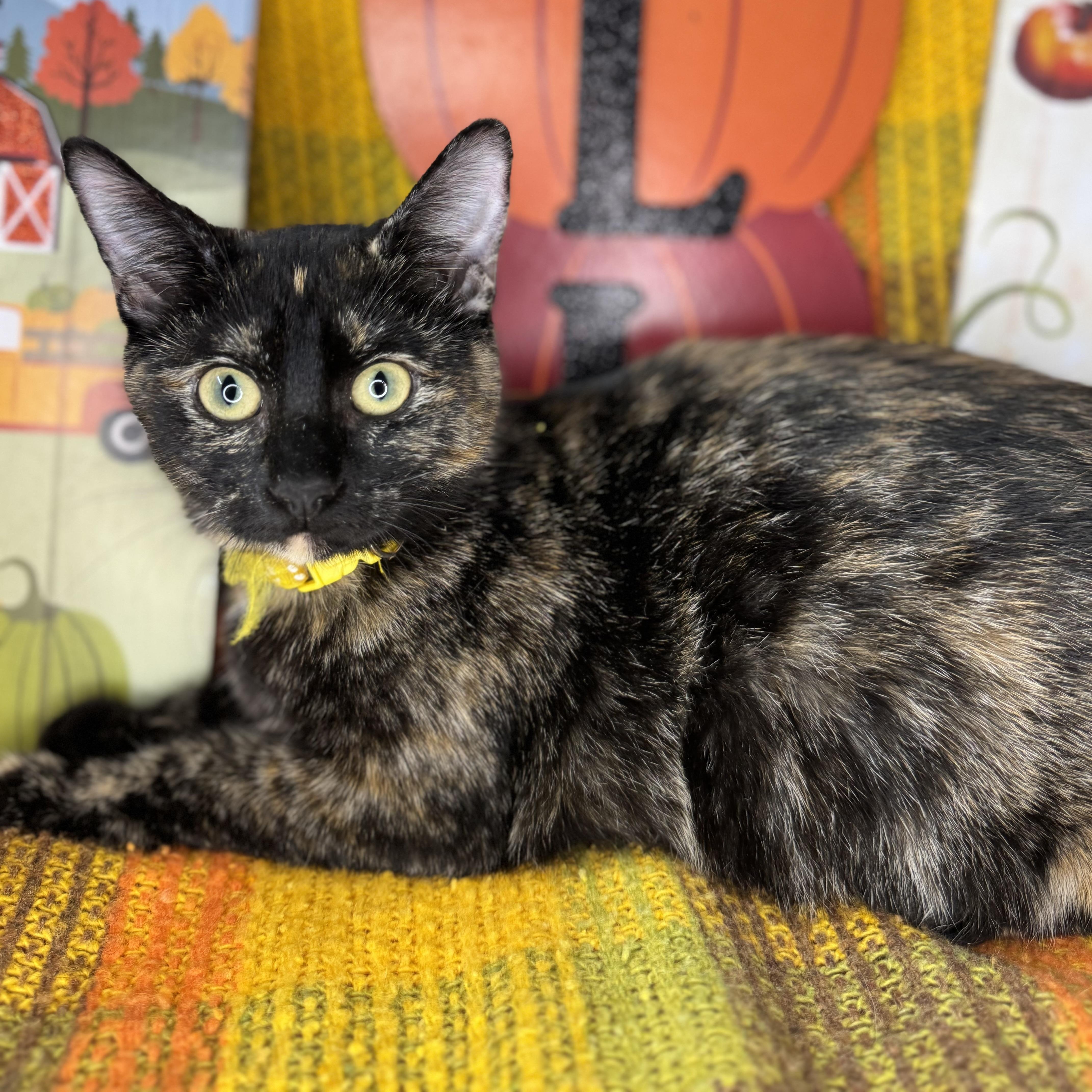 Enlarge Bittersweet, a Adoptable Tortoiseshell in Mount Vernon, IL image 3/6