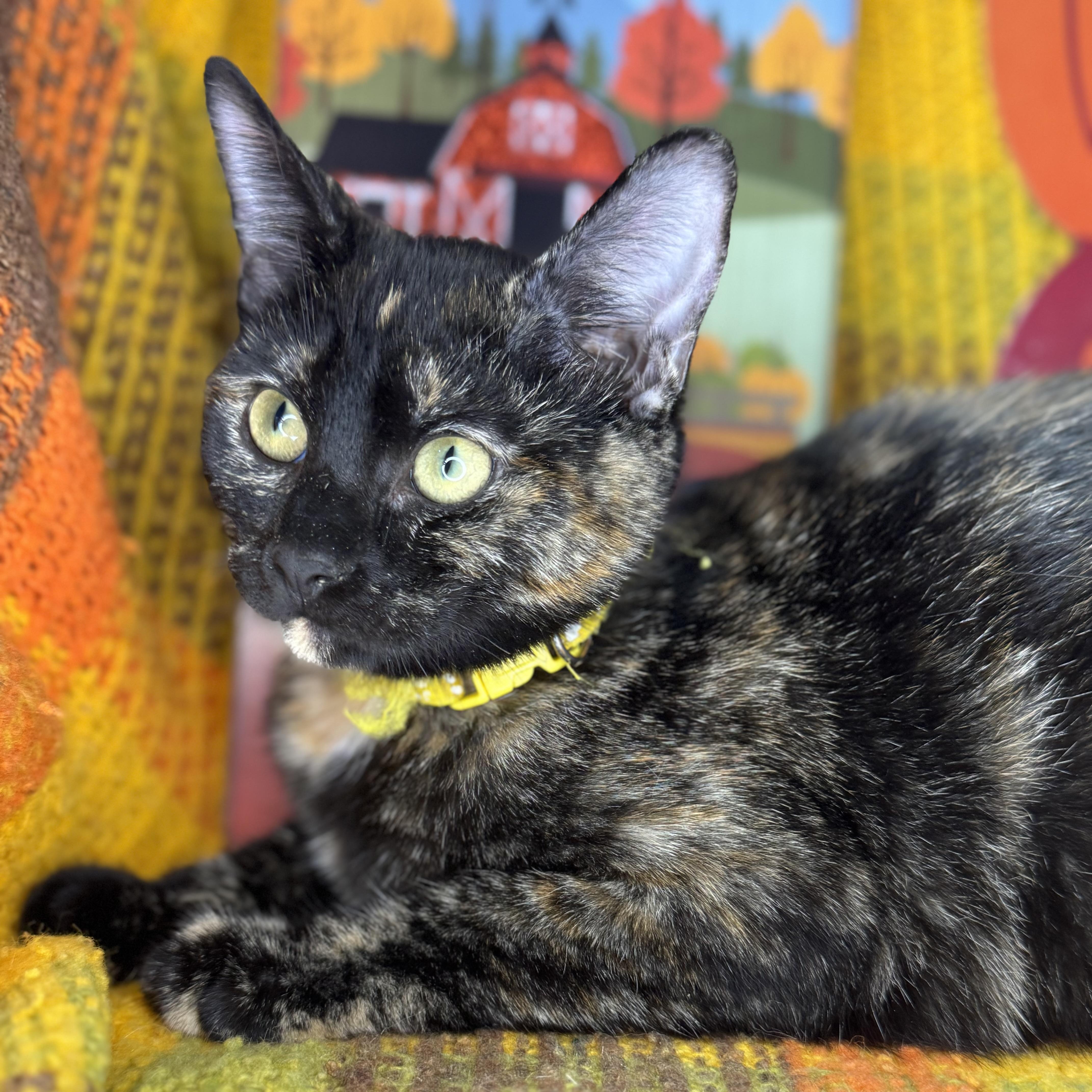 Enlarge Bittersweet, a Adoptable Tortoiseshell in Mount Vernon, IL image 5/6