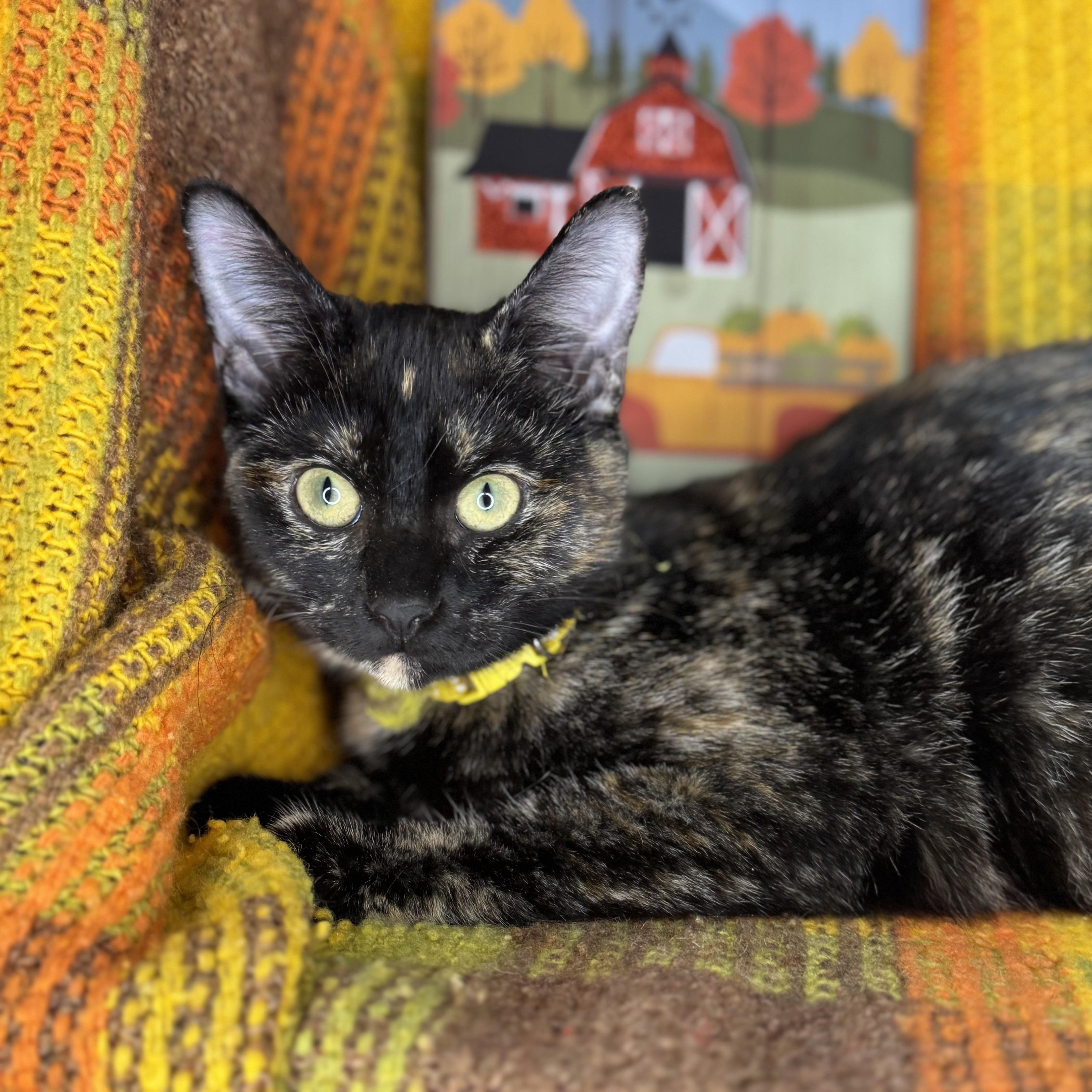 Bittersweet, Adoptable, Kitten Female Tortoiseshell.