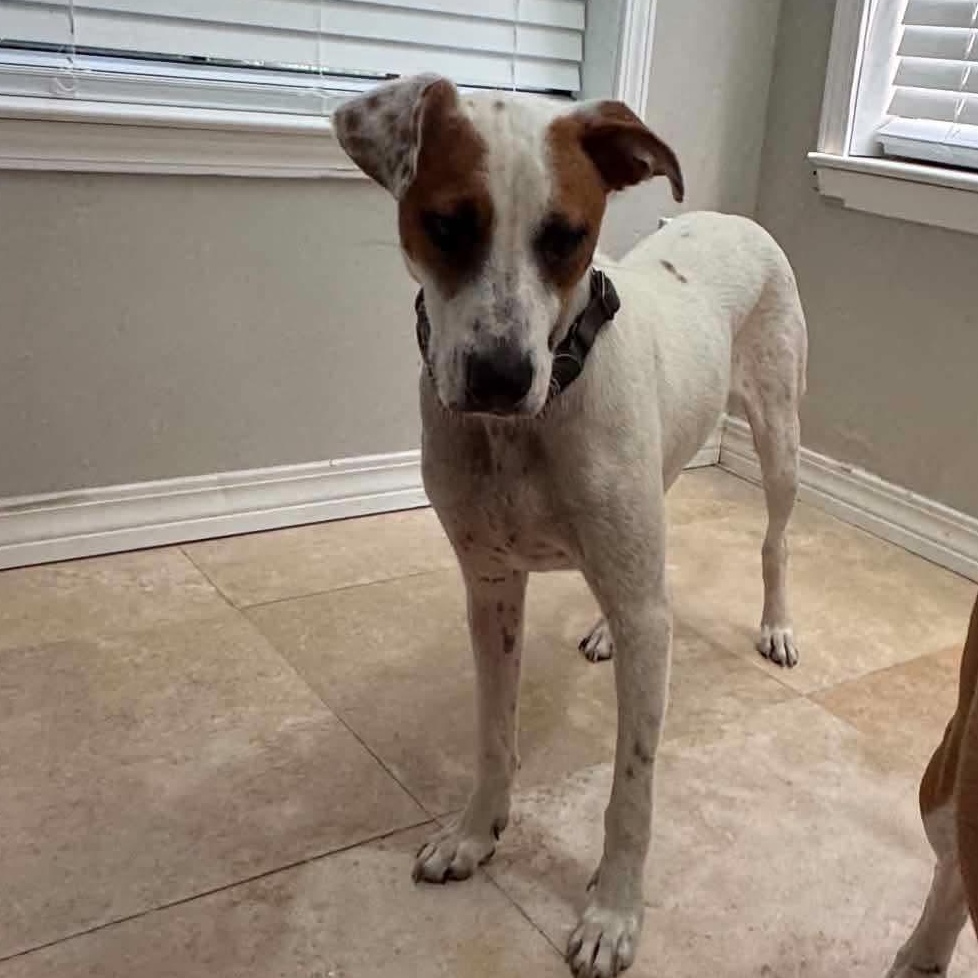 Enlarge Bandit, a Adoptable mixed breed in Harrisburg, PA image 5/5