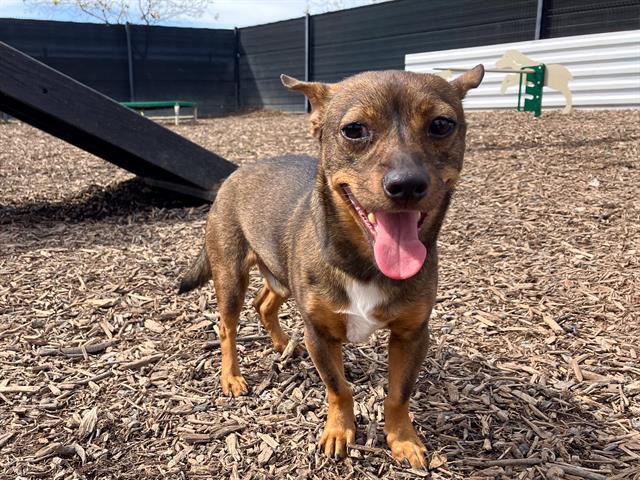 CHESTER — thumbnail 2