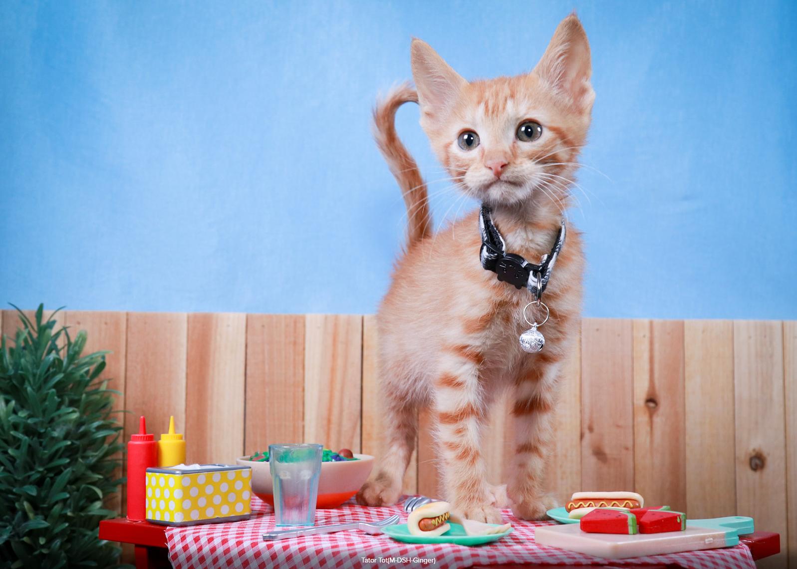 Tater Tot, an adopted Tabby in Parker, TX image 1/5