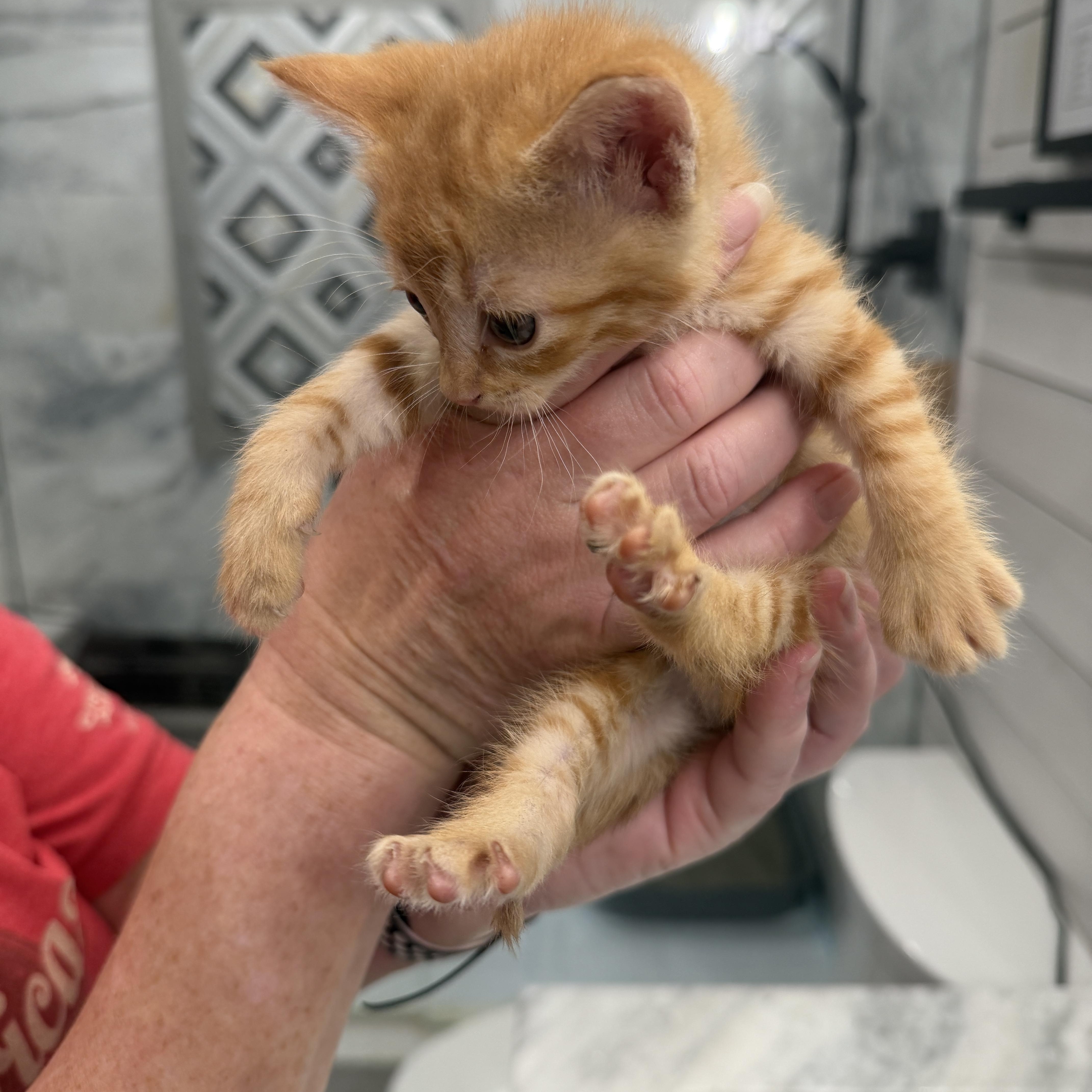 Tater Tot, an adopted Tabby in Parker, TX image 3/5