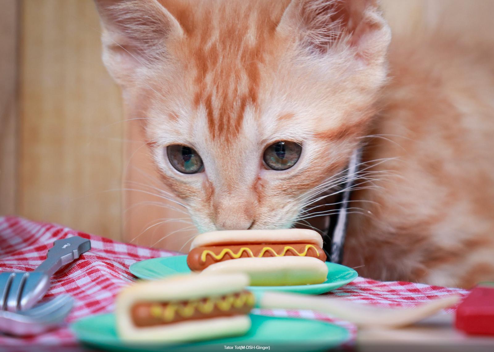 Tater Tot, an adopted Tabby in Parker, TX image 2/5