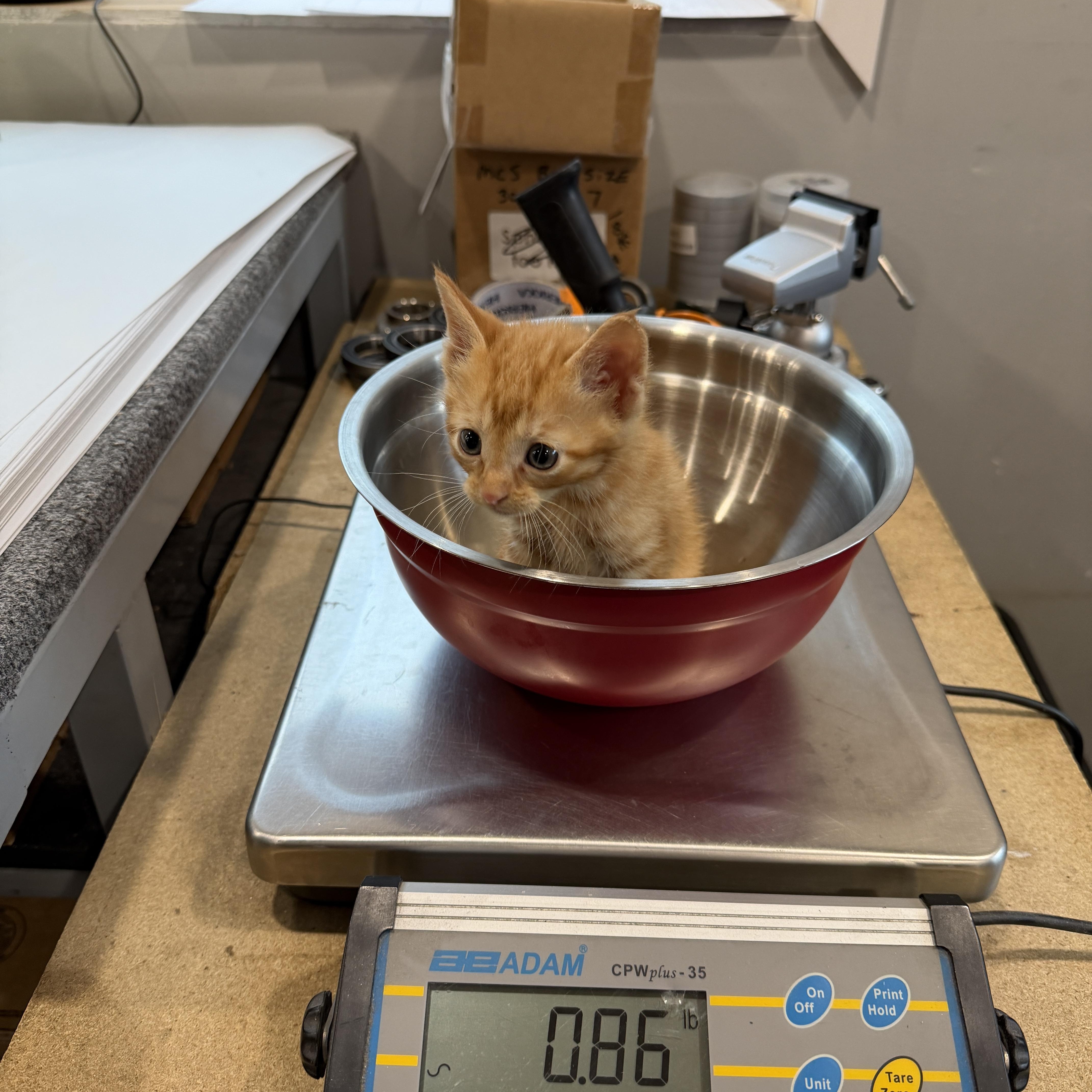 Tater Tot, an adopted Tabby in Parker, TX image 5/5