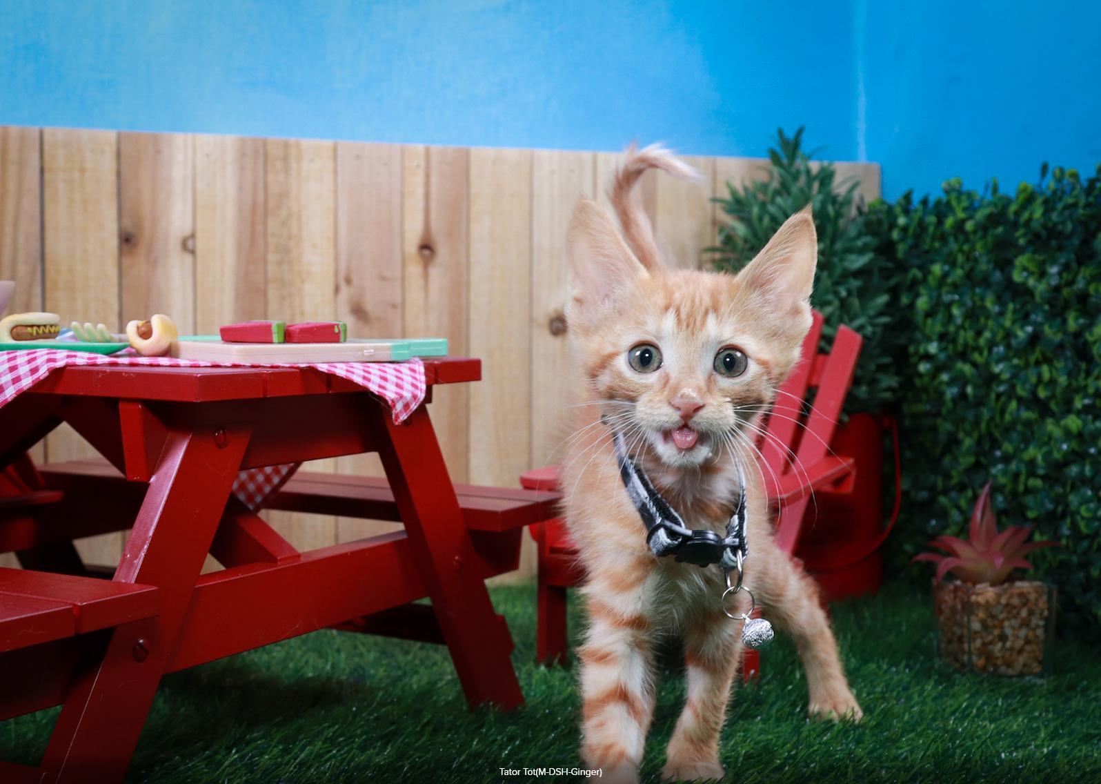 Tater Tot, an adopted Tabby in Parker, TX image 4/5
