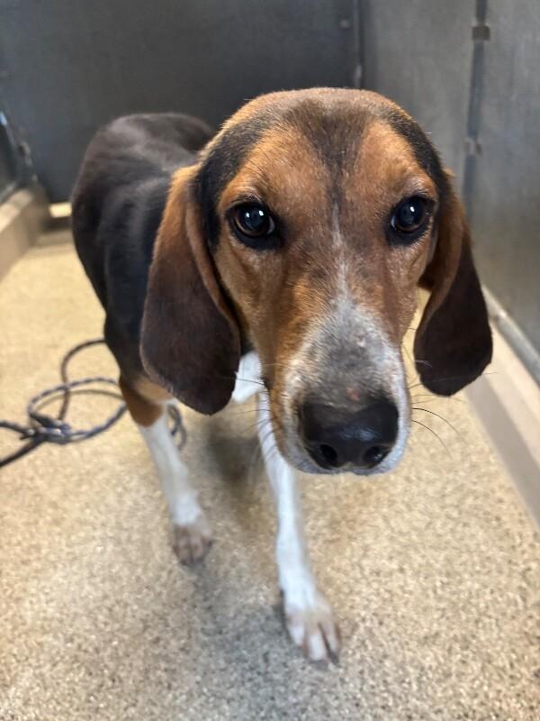 Enlarge Woodrow, a Adoptable Treeing Walker Coonhound in Supply, NC image 1/2