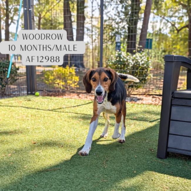 Enlarge Woodrow, a Adoptable Treeing Walker Coonhound in Supply, NC image 2/2