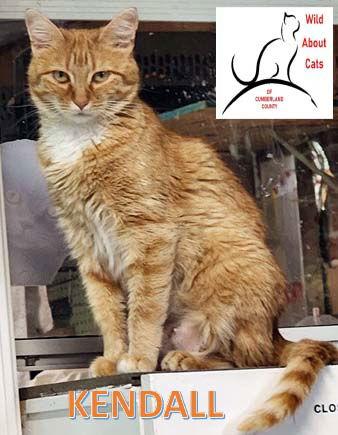 Enlarge Kendall, a Adopted Domestic Medium Hair in Crossville, TN image 1/3