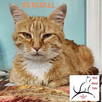 Enlarge Kendall, a Adopted Domestic Medium Hair in Crossville, TN image 2/3