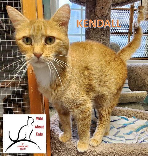 Enlarge Kendall, a Adopted Domestic Medium Hair in Crossville, TN image 3/3