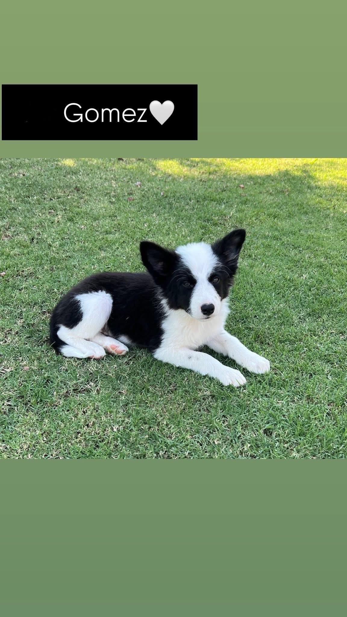 Enlarge Gomez, a Adopted Border Collie in Paso Robles, CA image 1/2