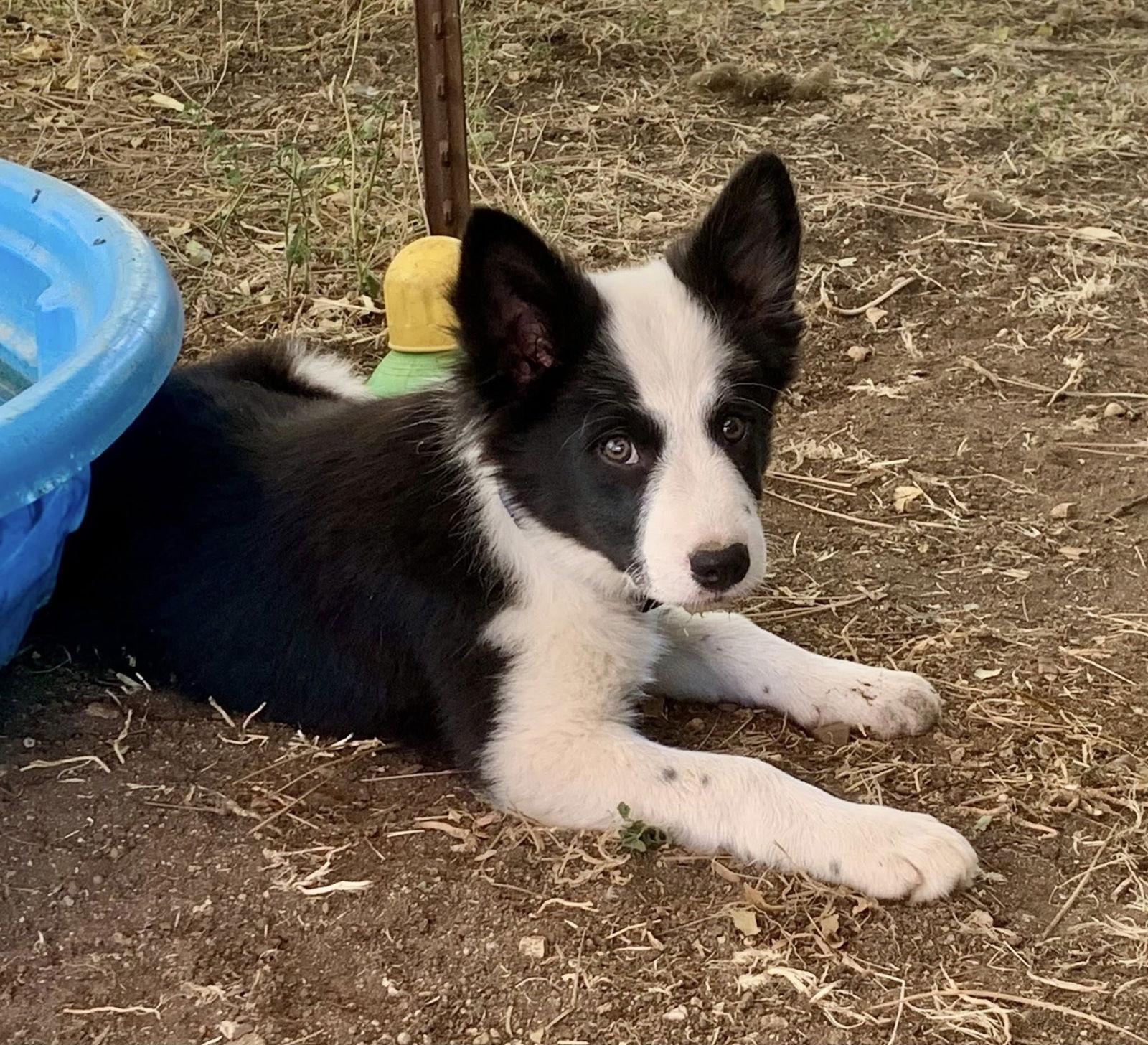 Enlarge Gomez, a Adopted Border Collie in Paso Robles, CA image 2/2