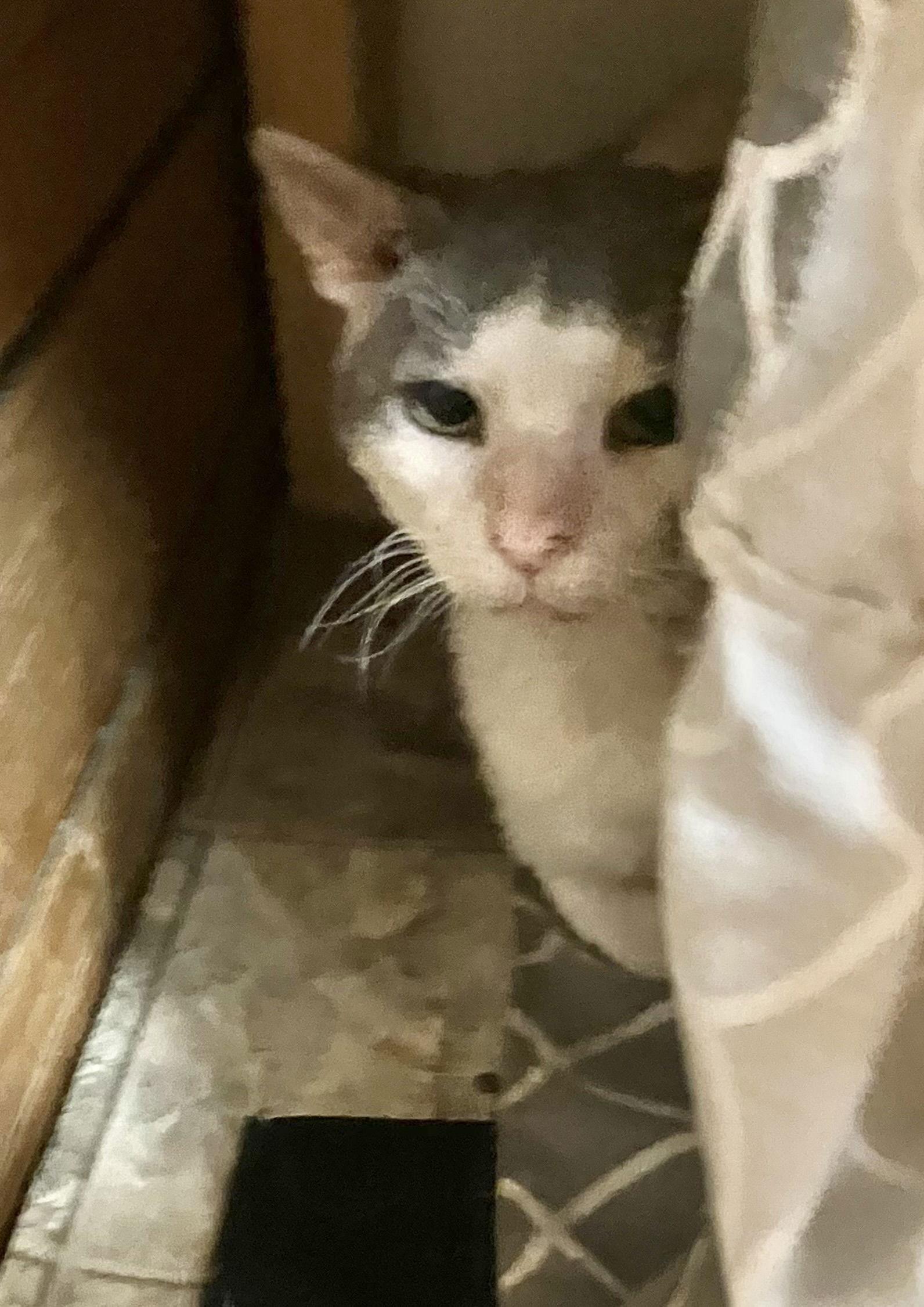 Cornelius thumbnail 3