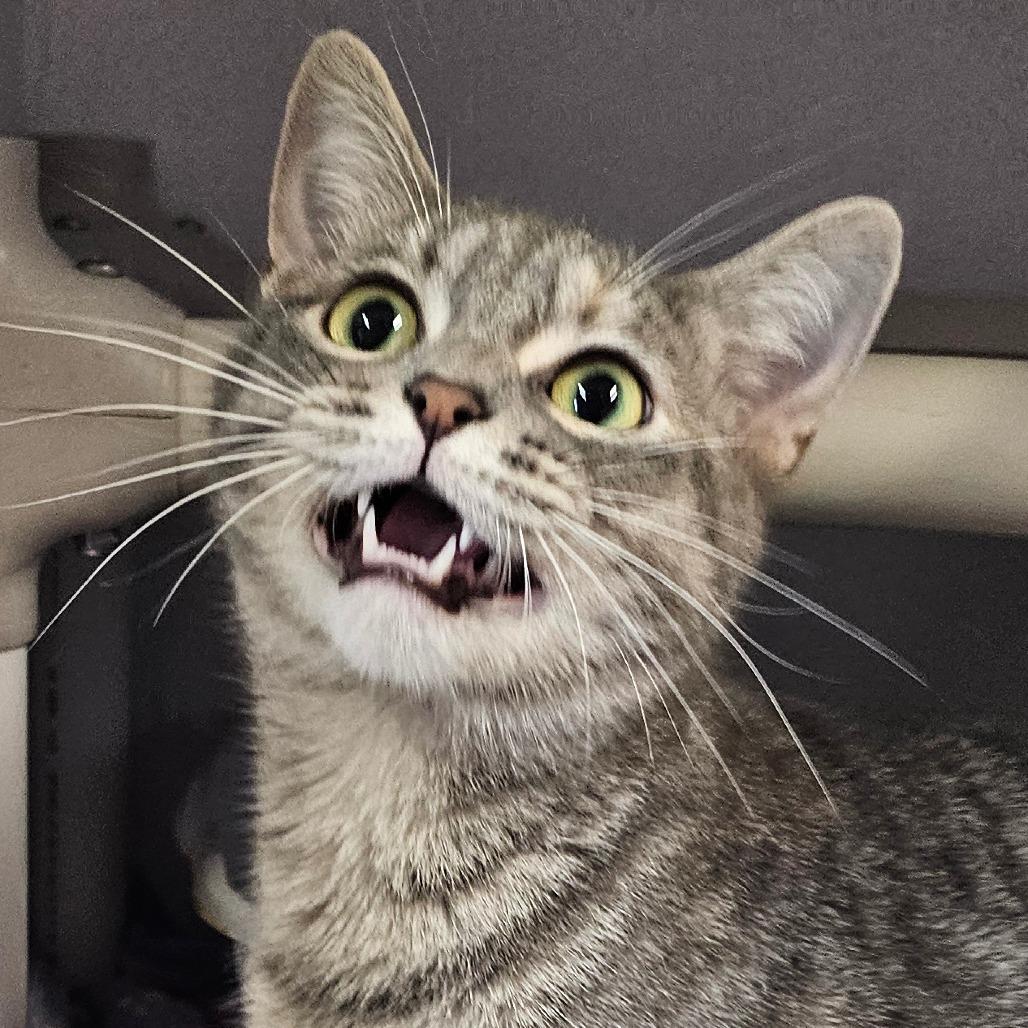 Meredith Grey, Adoptable, Adult Female Domestic Short Hair.