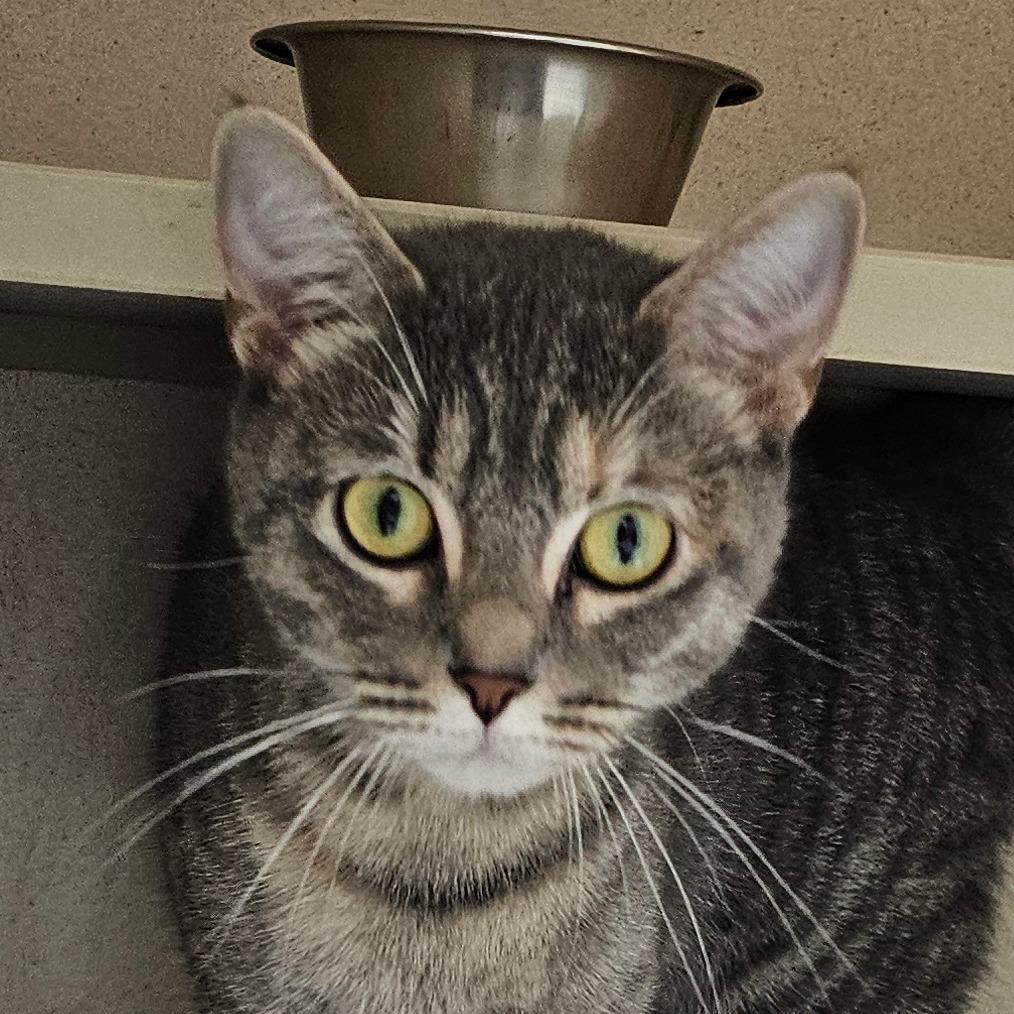 Enlarge Meredith Grey, a Adoptable Domestic Short Hair in Grinnell, IA image 2/3