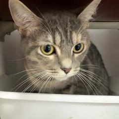 Enlarge Meredith Grey, a Adoptable Domestic Short Hair in Grinnell, IA image 3/3