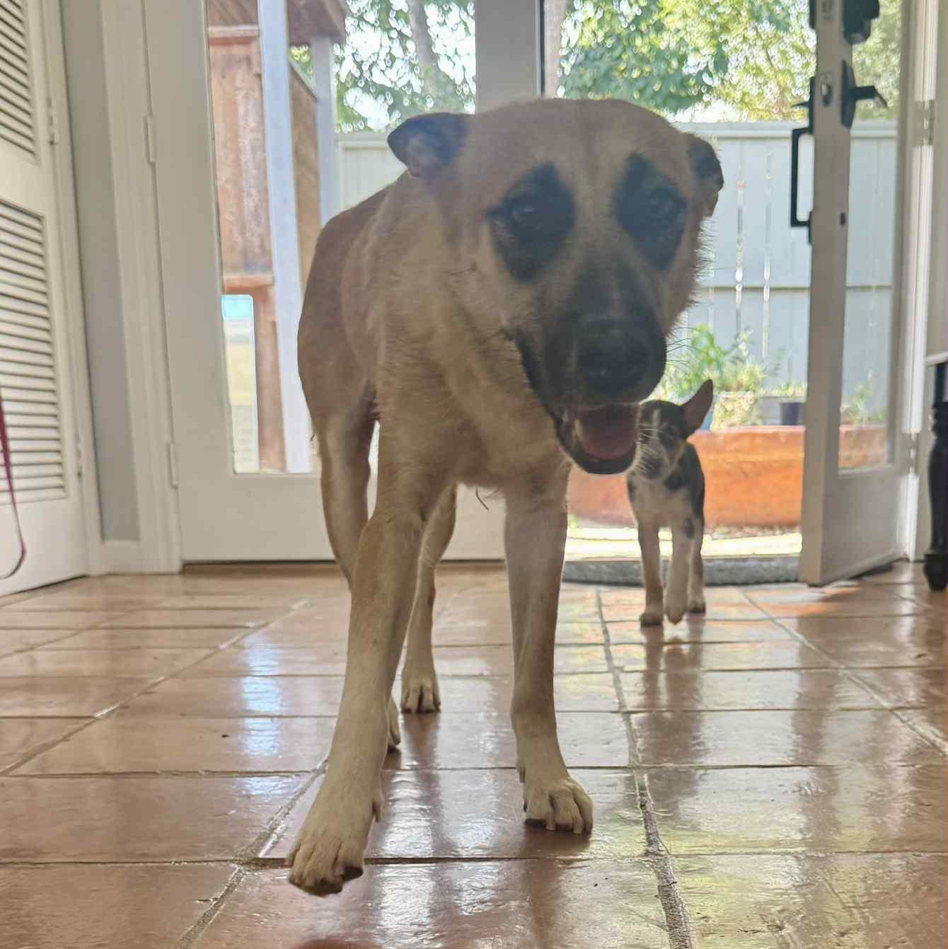 Enlarge Honey, a Adoptable mixed breed in Cranston, RI image 2/6