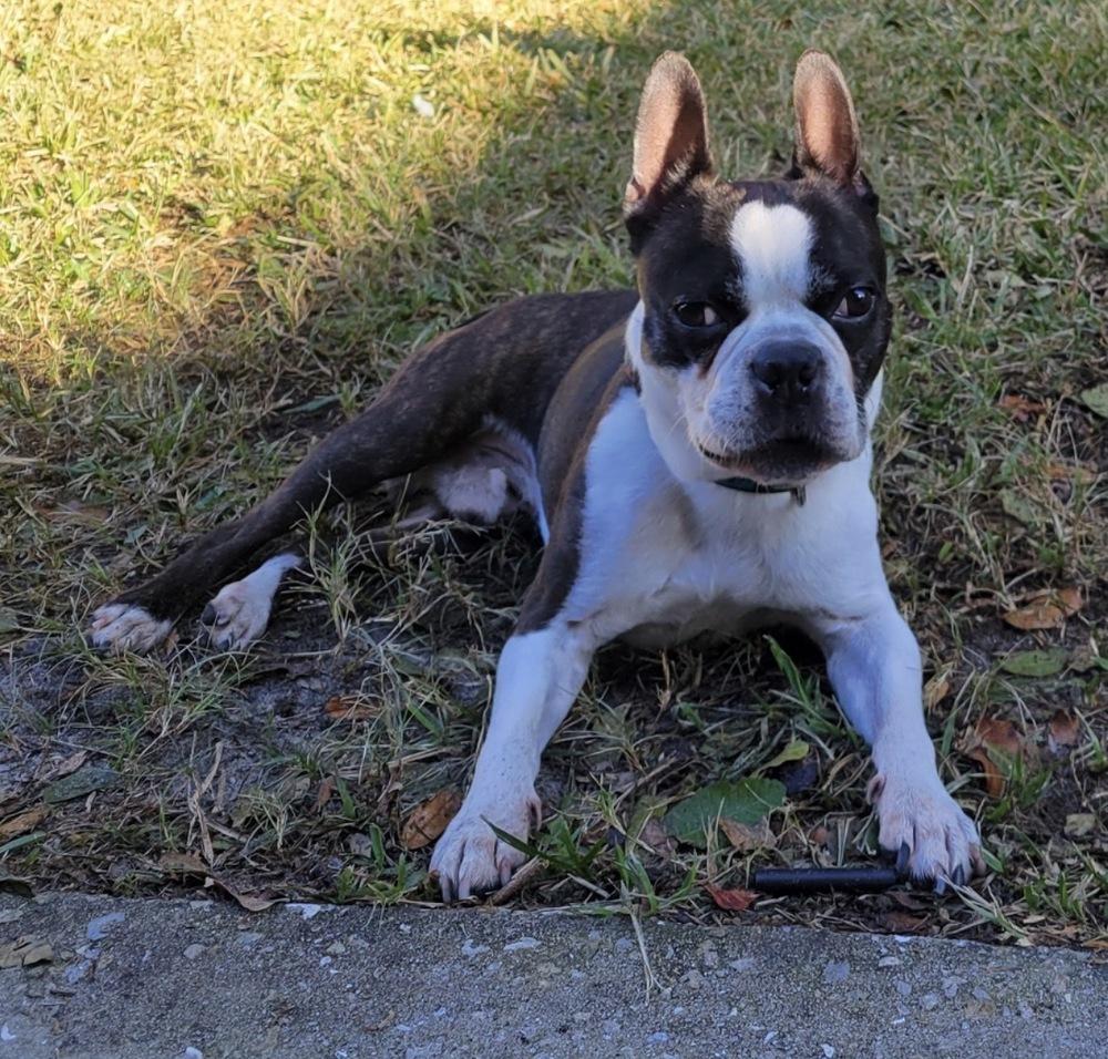 Ollie Barker  -  FL 4787, Adopted, Adult Male Boston Terrier.