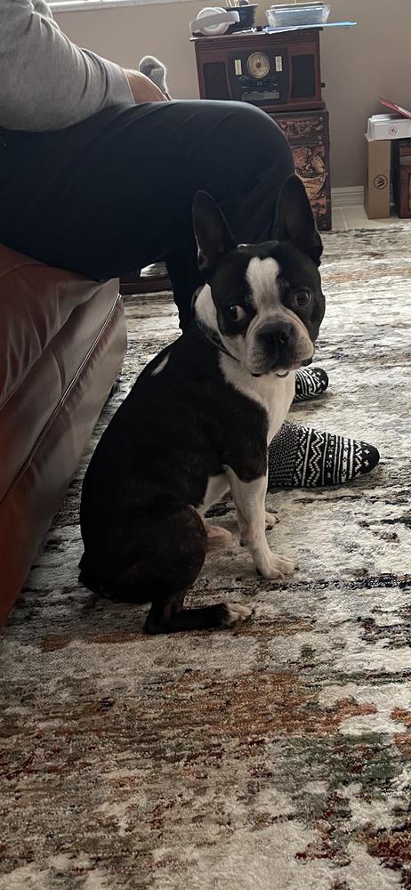 Enlarge Ollie Barker  -  FL 4787, a Adopted Boston Terrier in Maryville, TN image 2/3