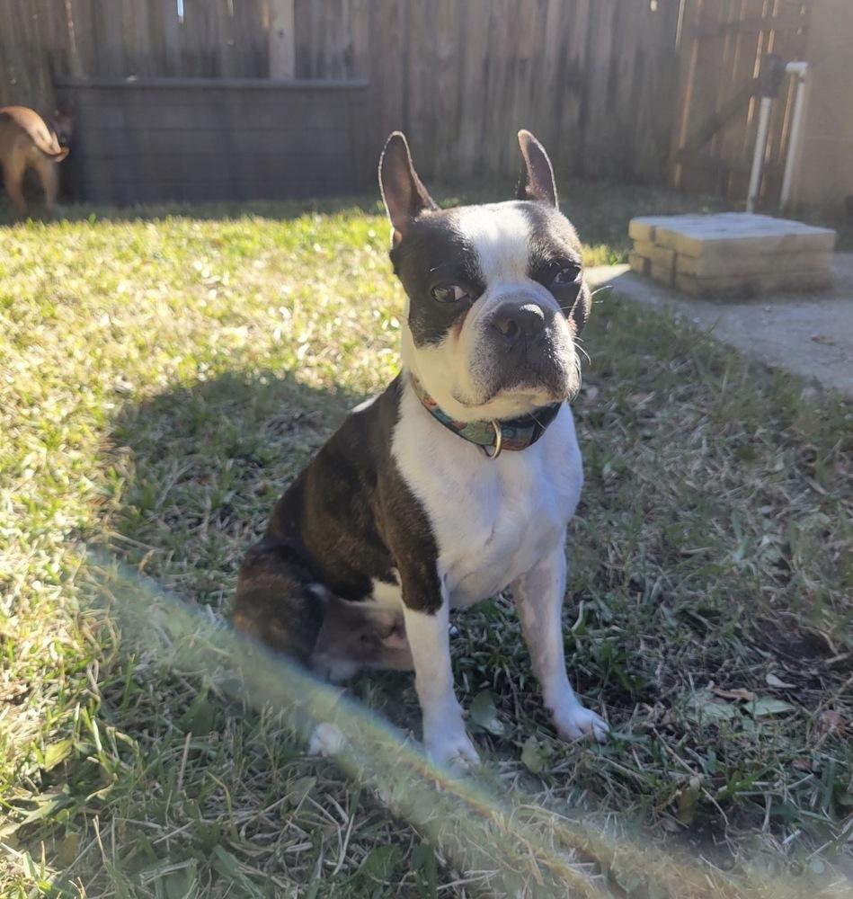 Enlarge Ollie Barker  -  FL 4787, a Adopted Boston Terrier in Maryville, TN image 3/3