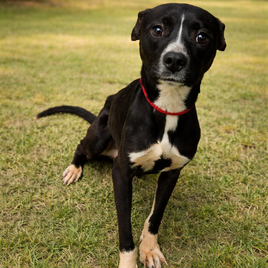 Ava D45619, Adoptable, Young Female Pit Bull Terrier & Mixed Breed.