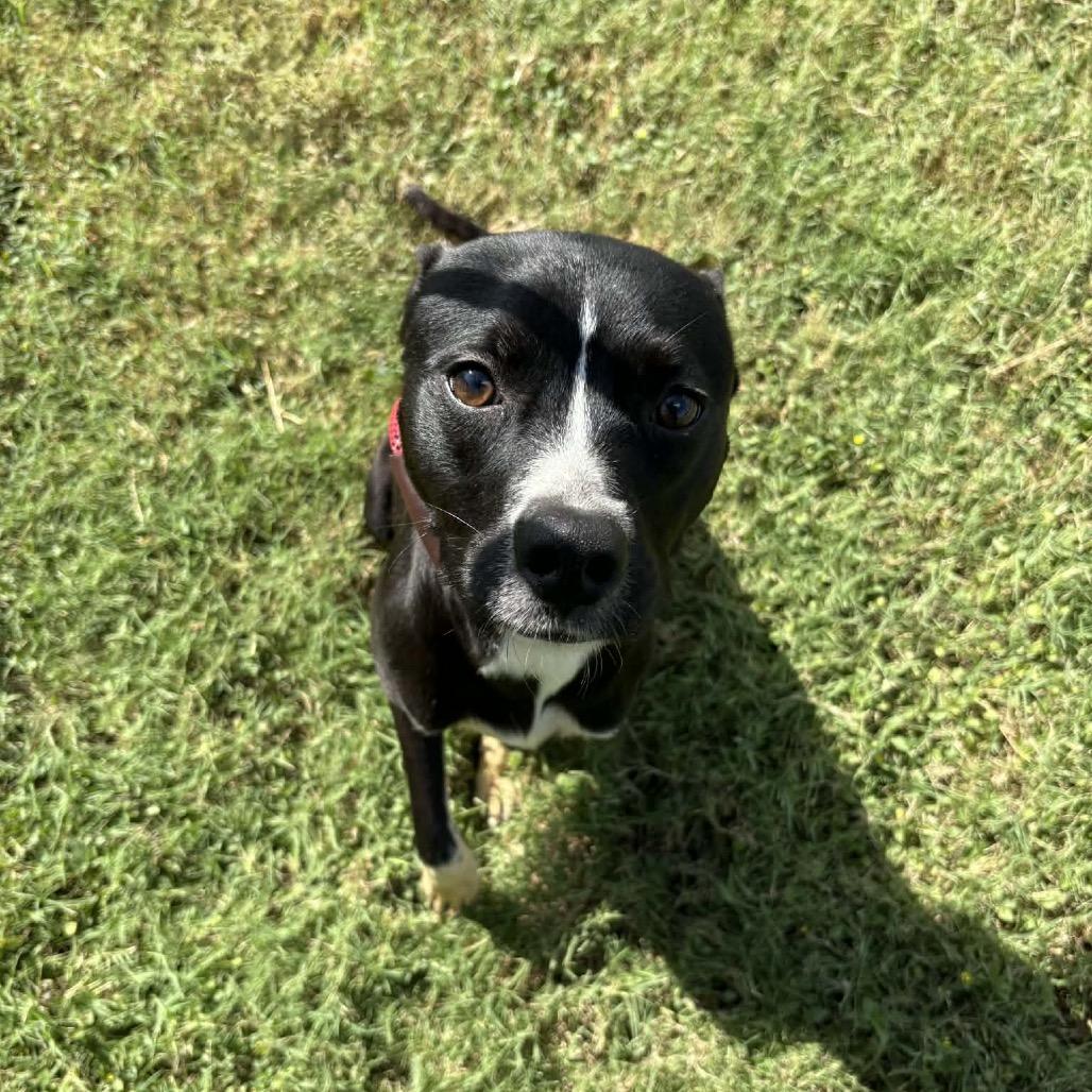 Enlarge Ava D45619, a Adoptable mixed breed in Corsicana, TX image 2/2