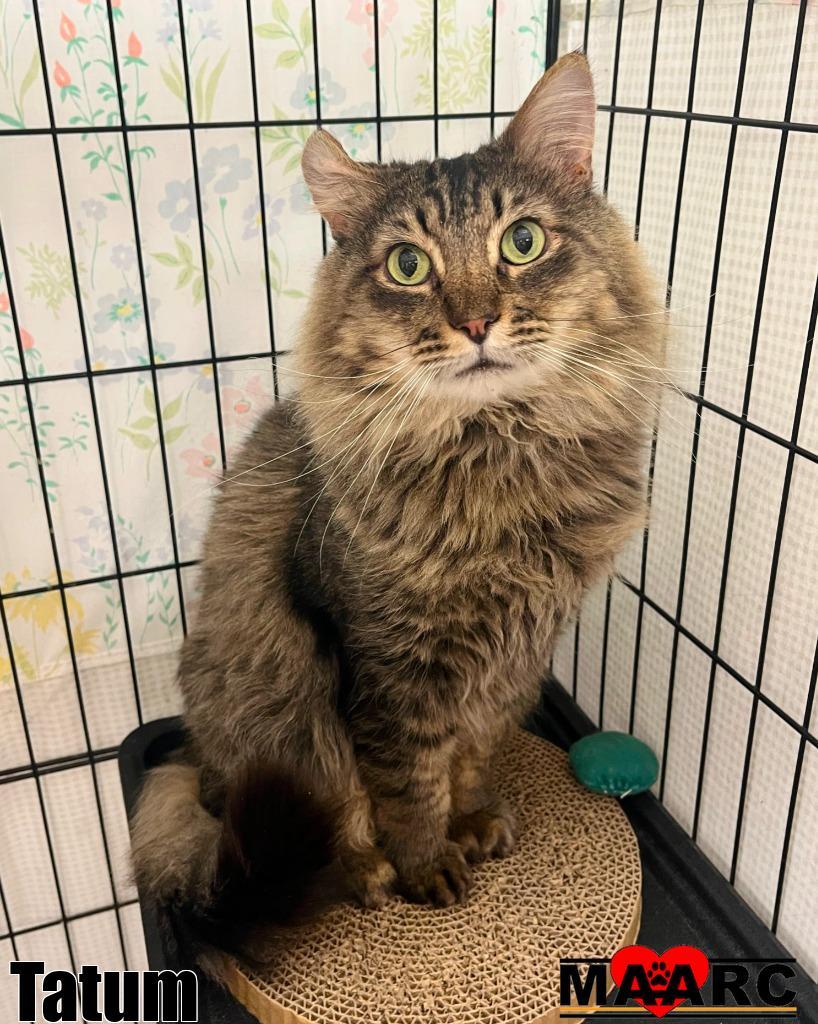 Tatum, Adoptable, Adult Male Domestic Long Hair.