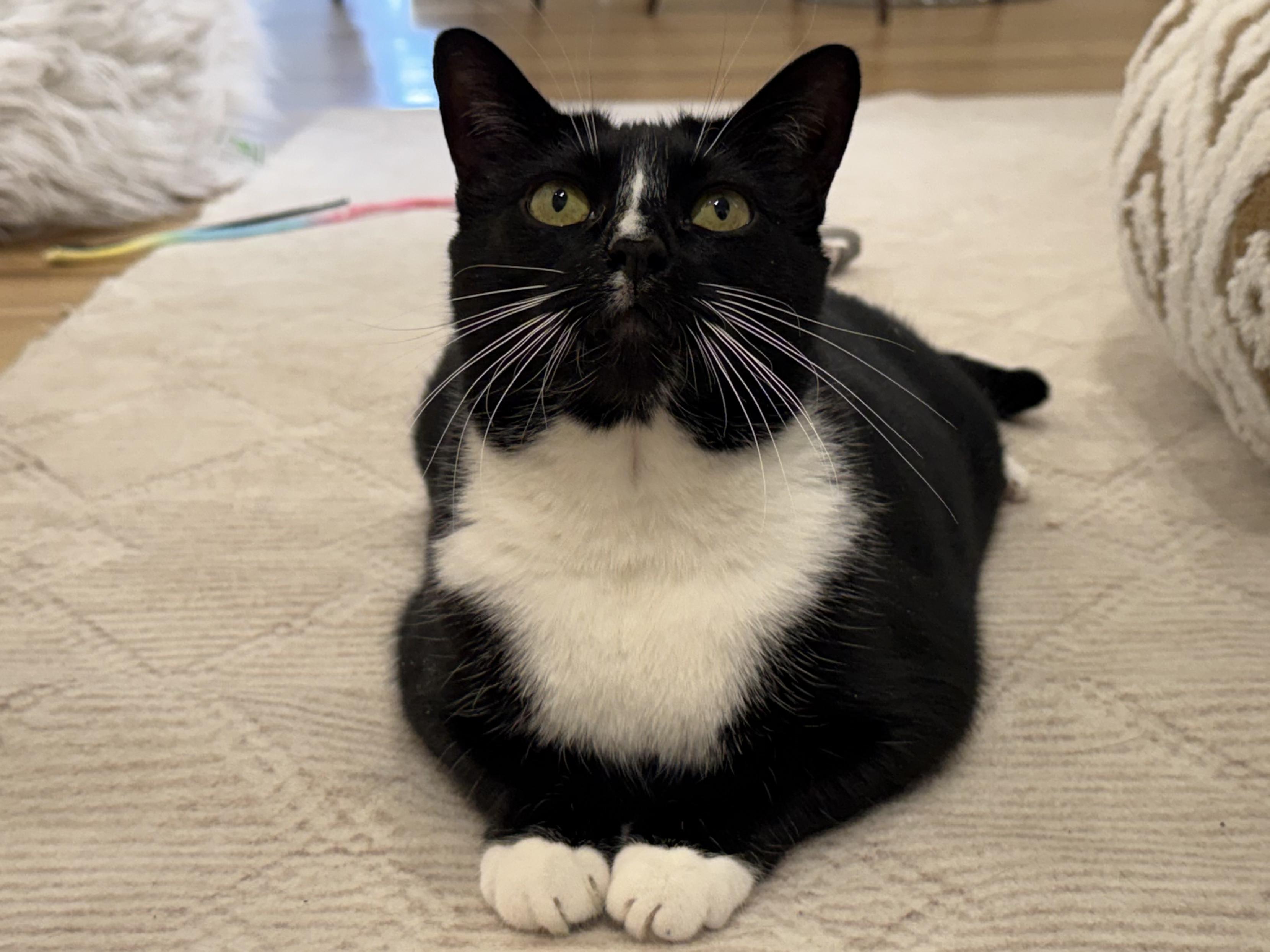 Enlarge Milkshake, a ADOPTABLE Domestic Short Hair in Old Saybrook, CT image 3/4