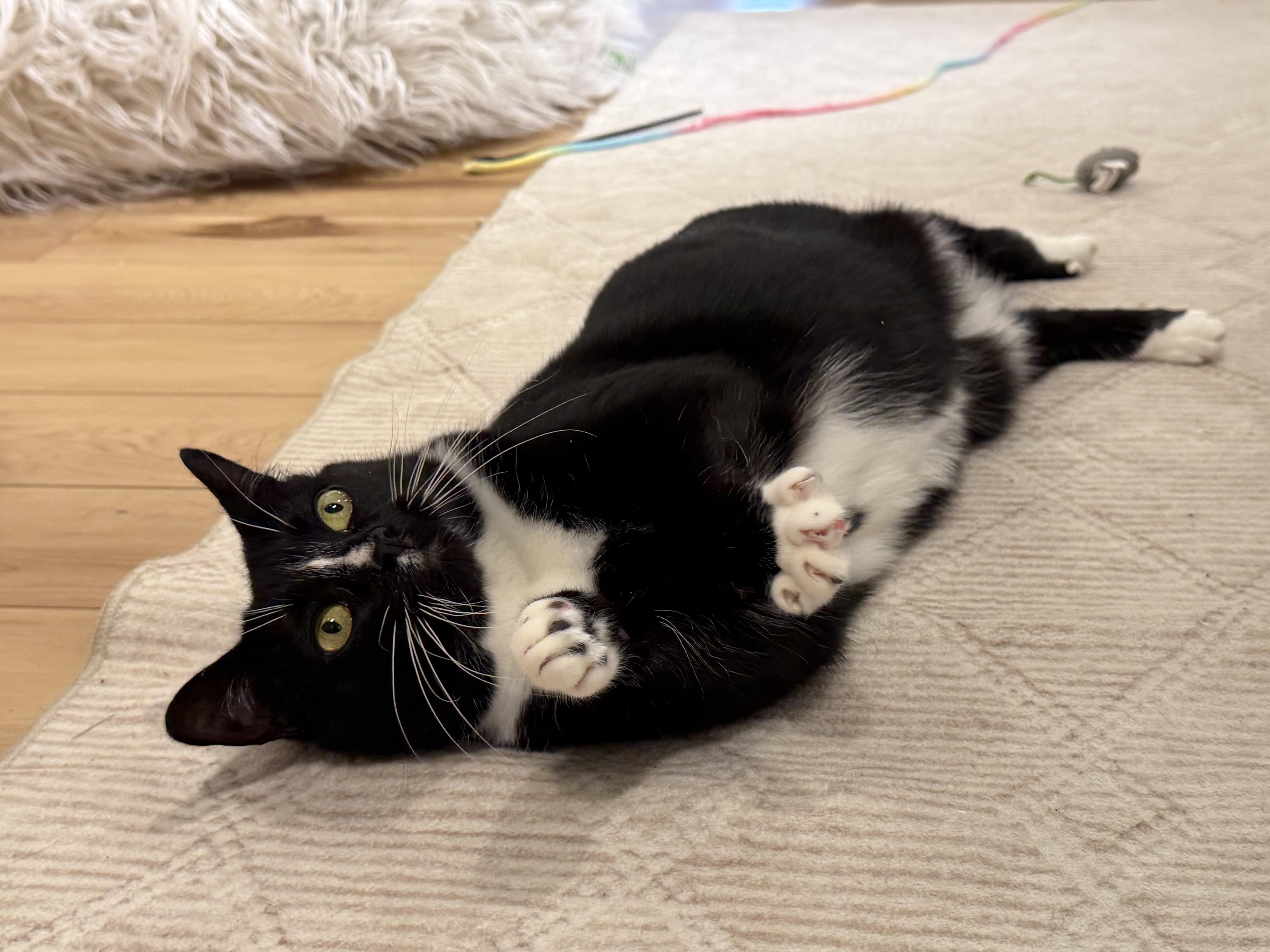 Enlarge Milkshake, a ADOPTABLE Domestic Short Hair in Old Saybrook, CT image 4/4