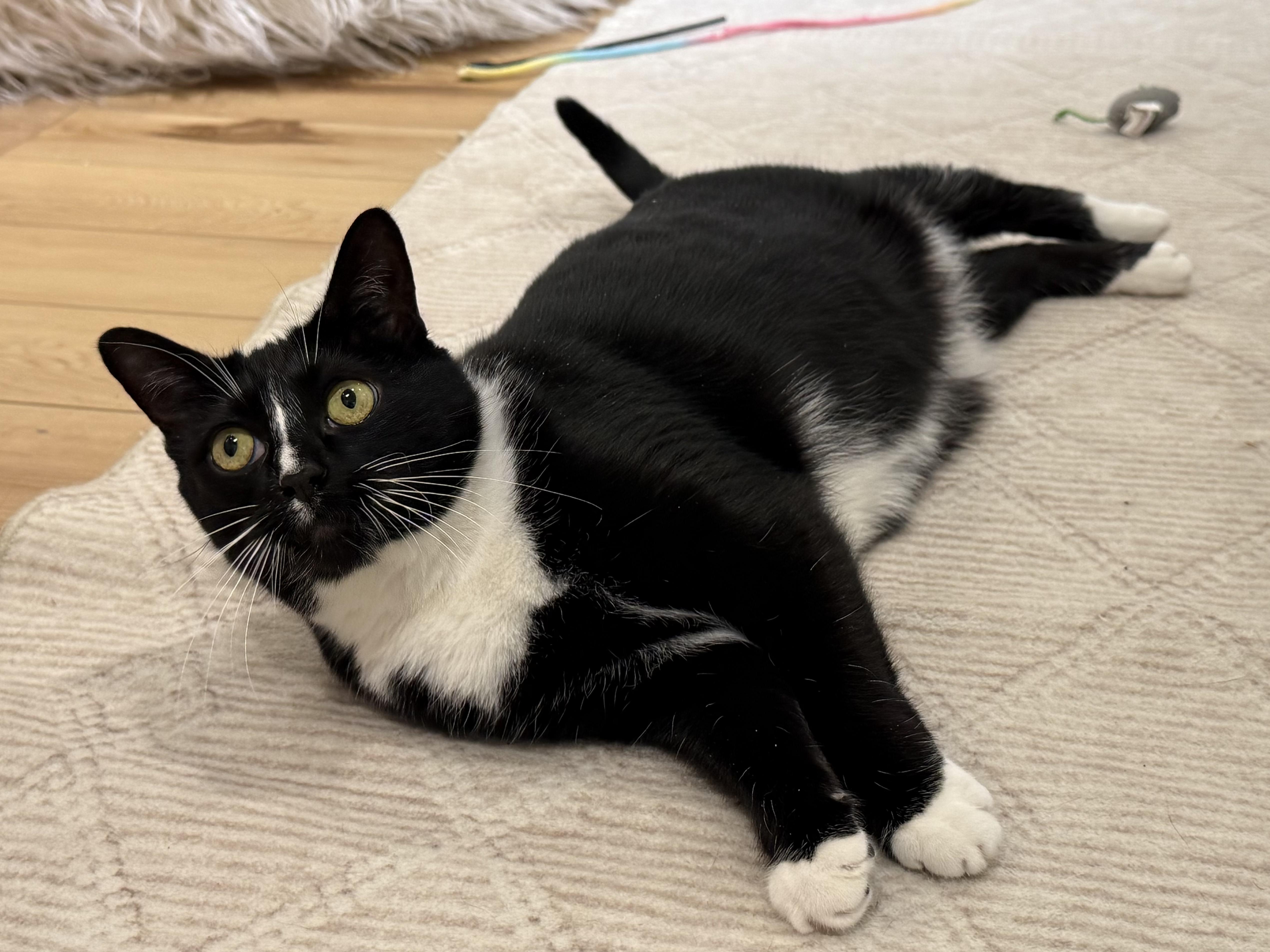 Milkshake, ADOPTABLE, Adult Female Domestic Short Hair.