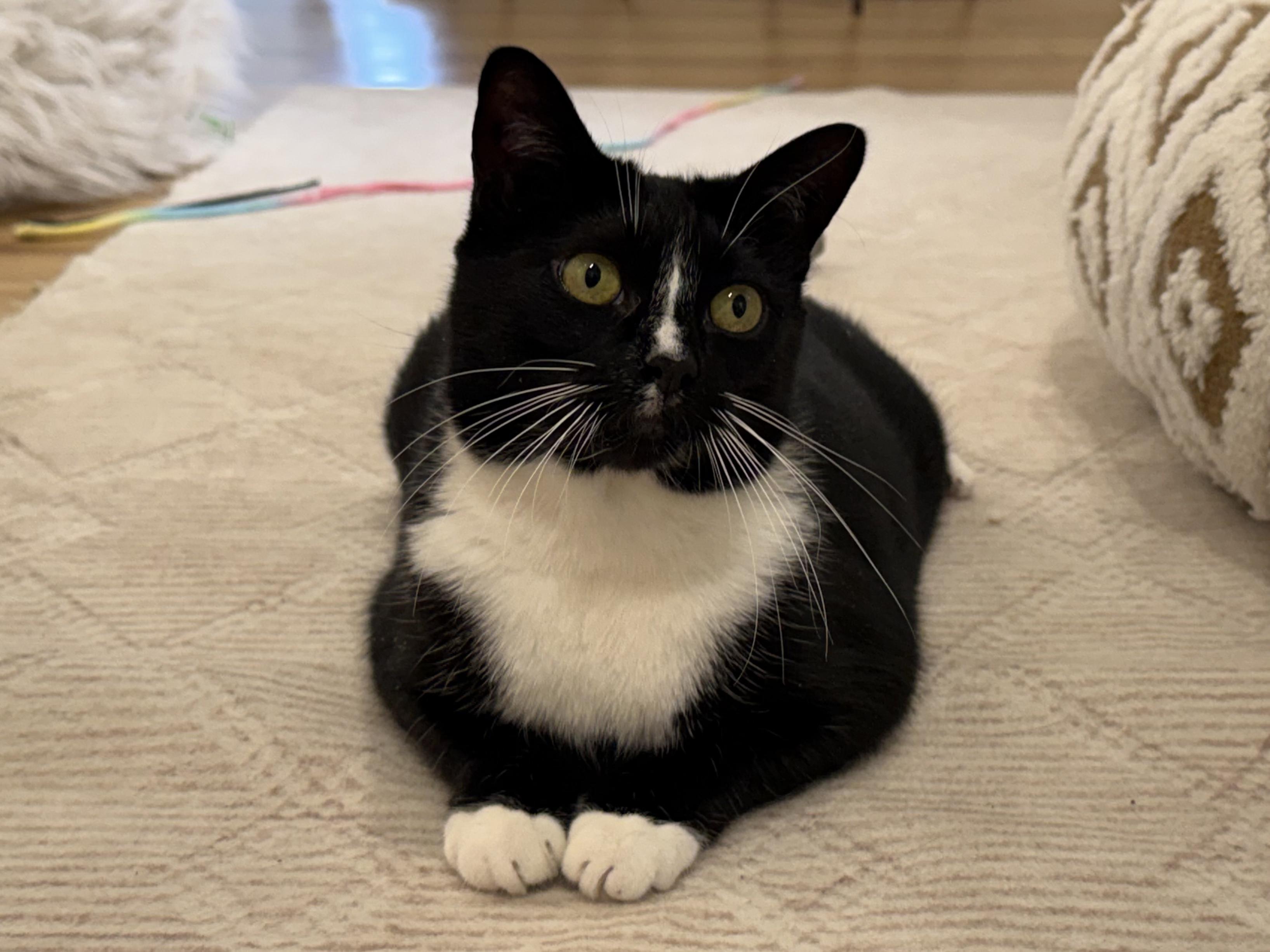 Enlarge Milkshake, a ADOPTABLE Domestic Short Hair in Old Saybrook, CT image 2/4