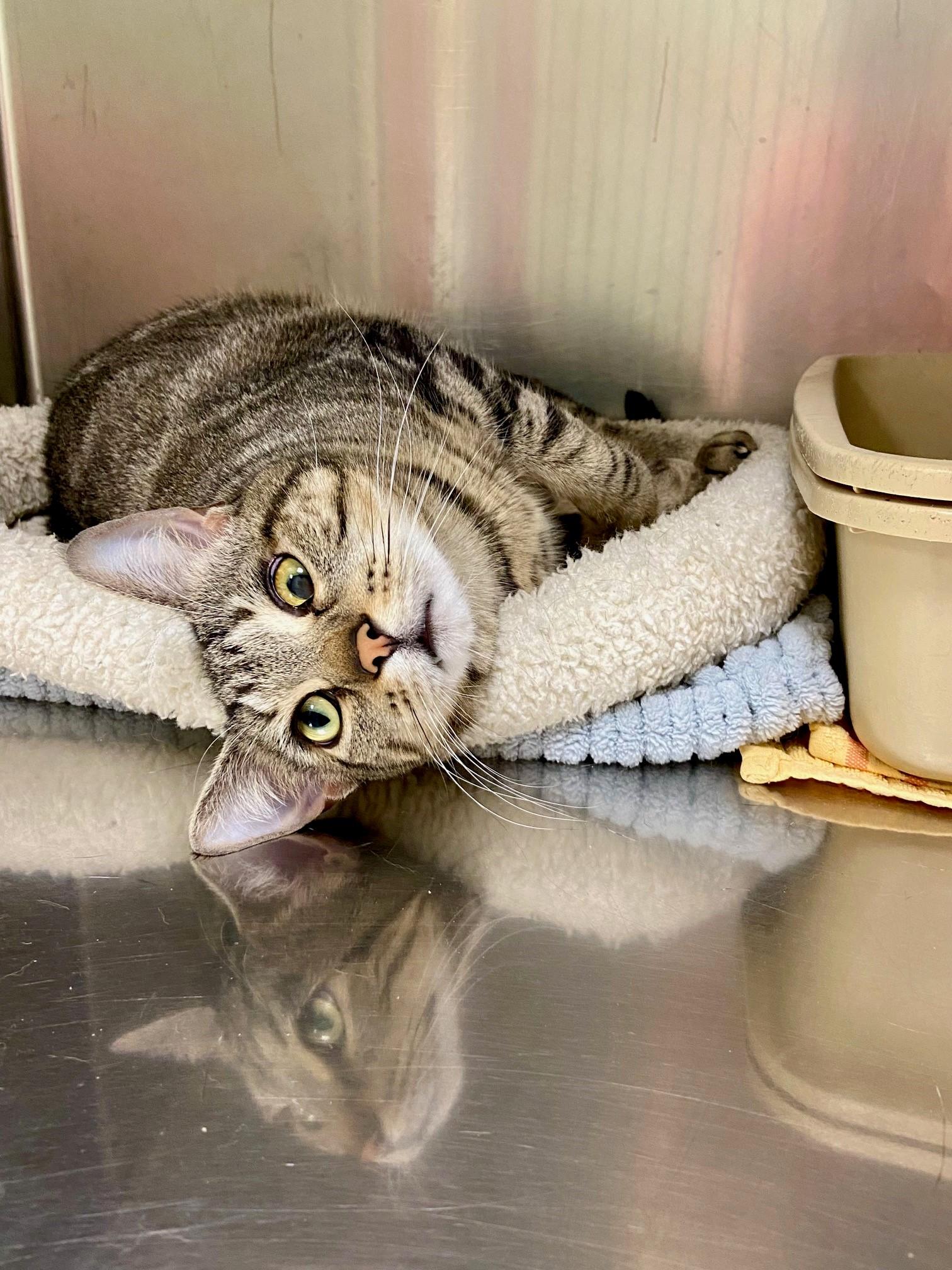 Buffy, a Adoptable Domestic Short Hair in Warwick, RI image 2/3