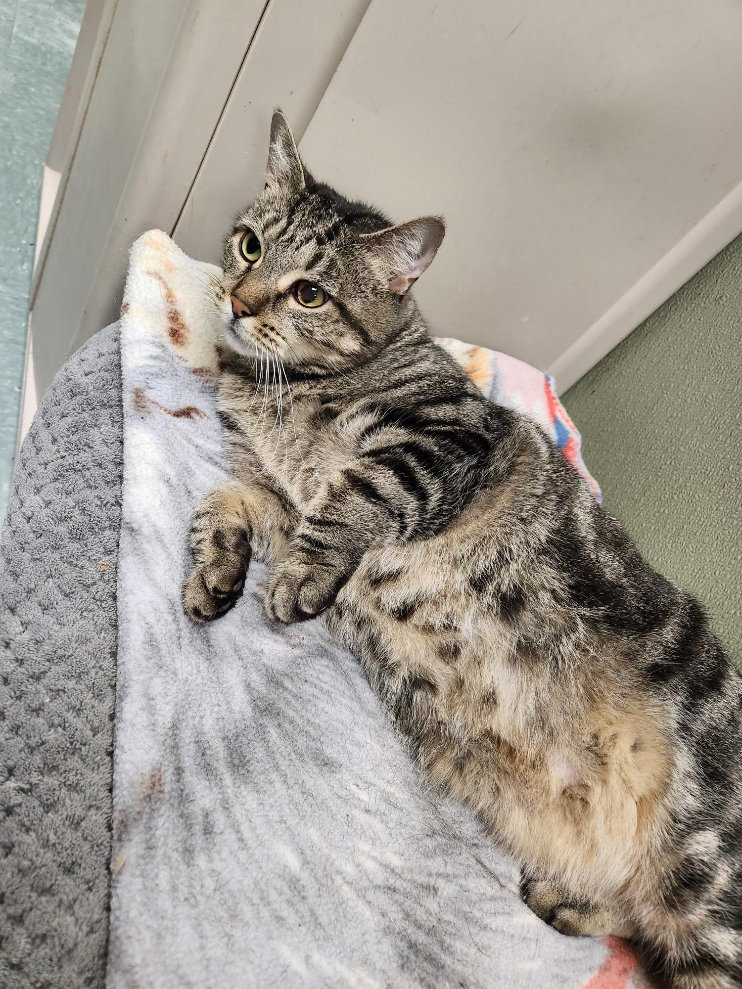 Buffy, a Adoptable Domestic Short Hair in Warwick, RI image 3/3