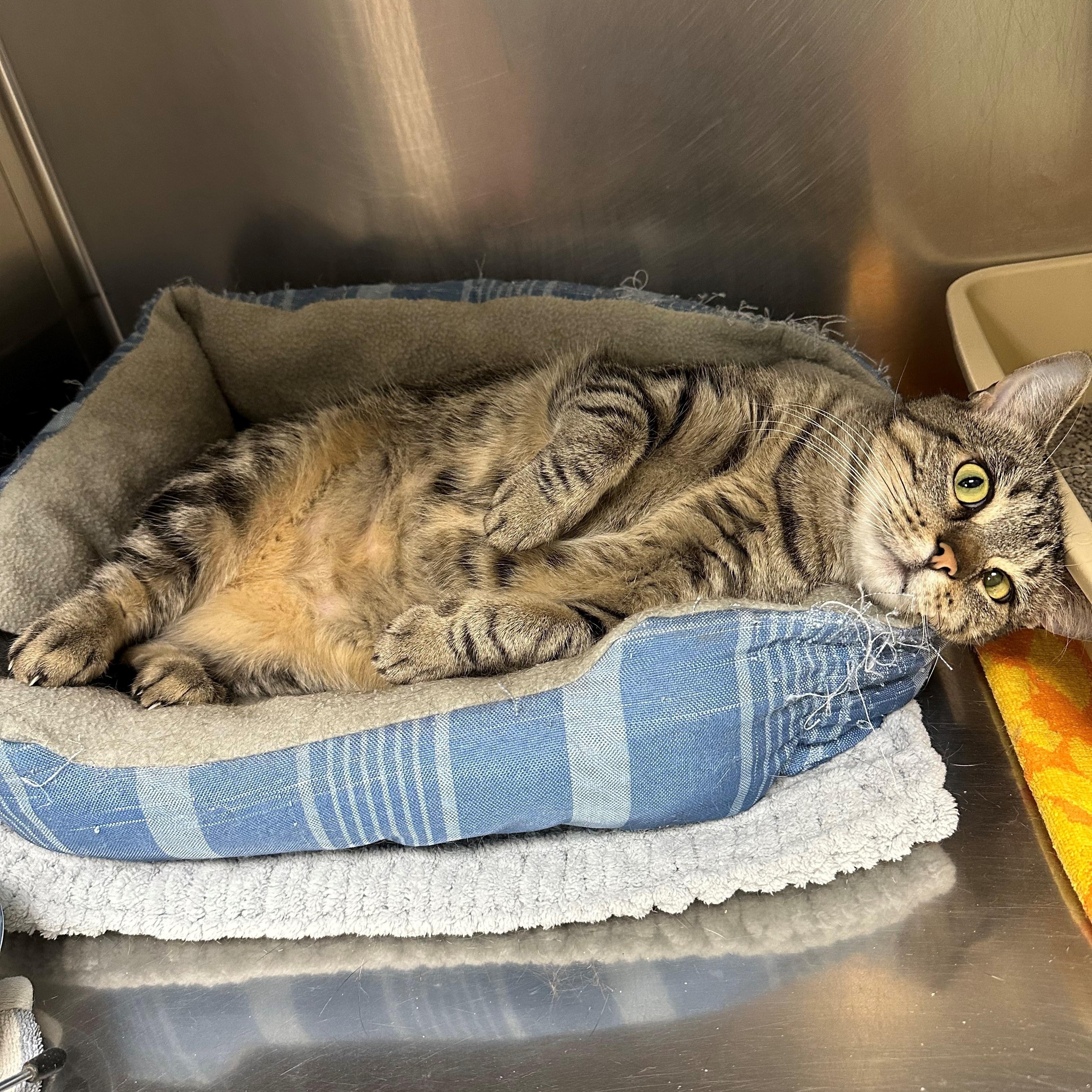 Buffy, a Adoptable Domestic Short Hair in Warwick, RI image 1/3