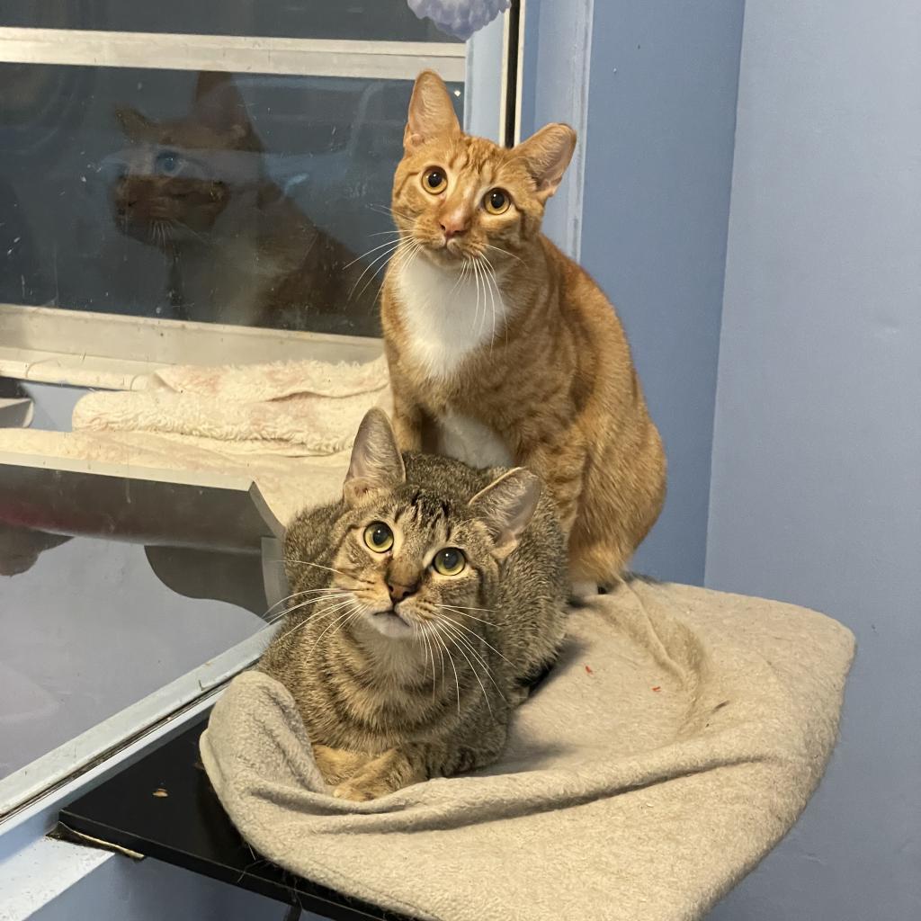 Enlarge Rain, a Adoptable Domestic Short Hair in Port Richey, FL image 2/6