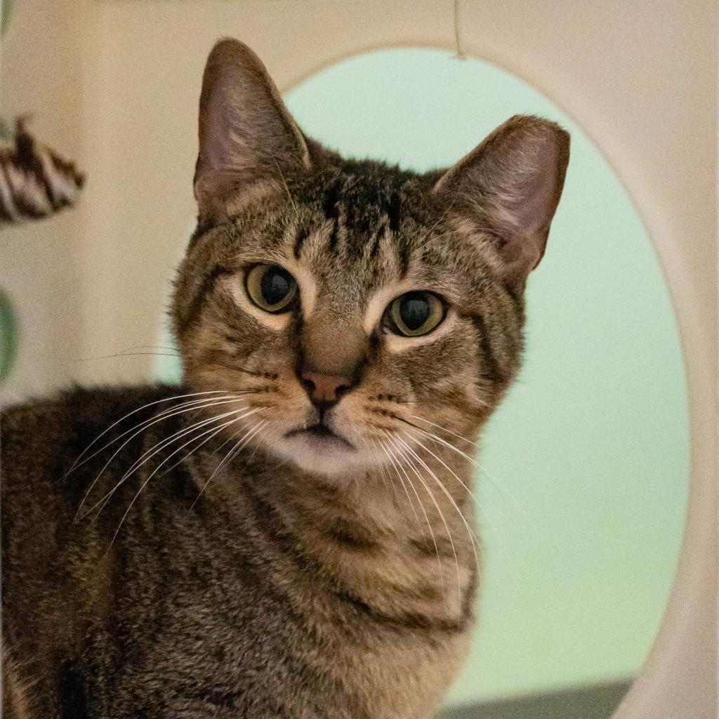 Enlarge Rain, a Adoptable Domestic Short Hair in Port Richey, FL image 3/6