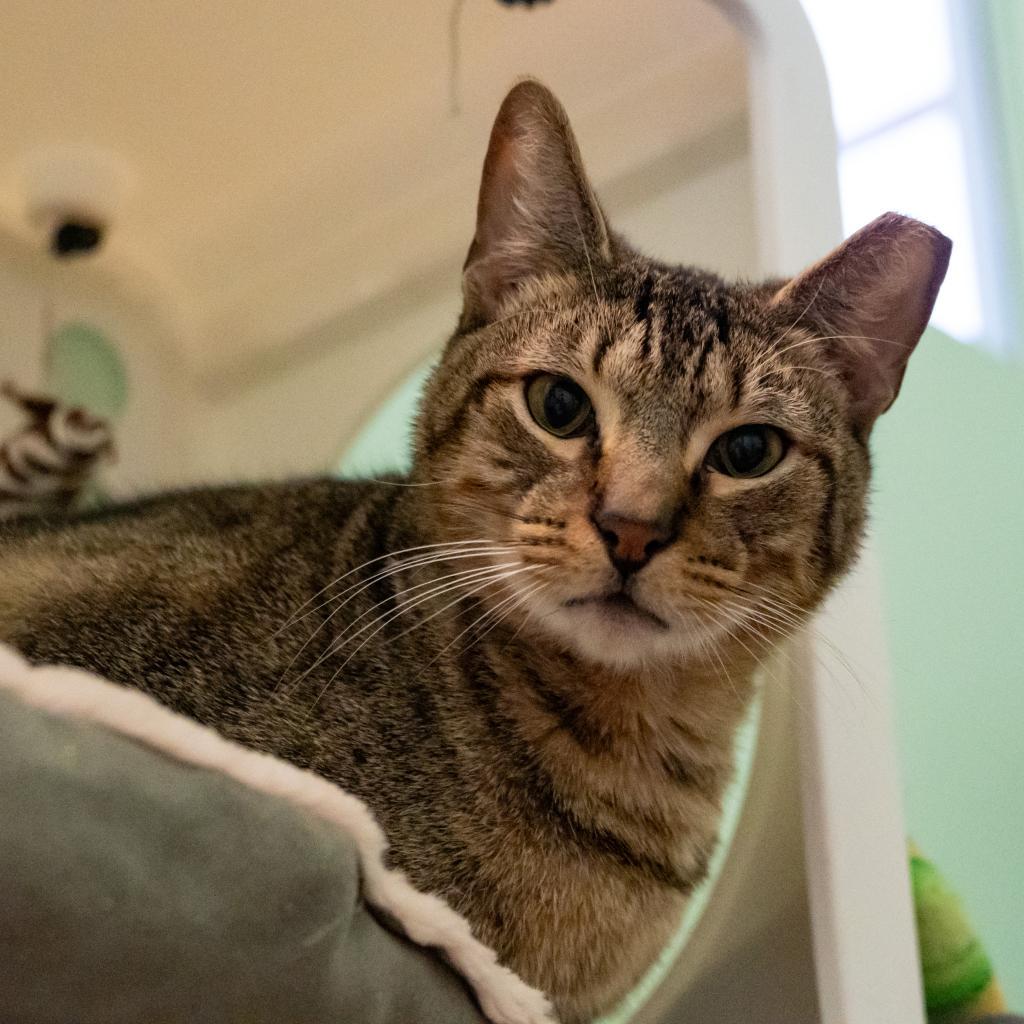 Enlarge Rain, a Adoptable Domestic Short Hair in Port Richey, FL image 4/6