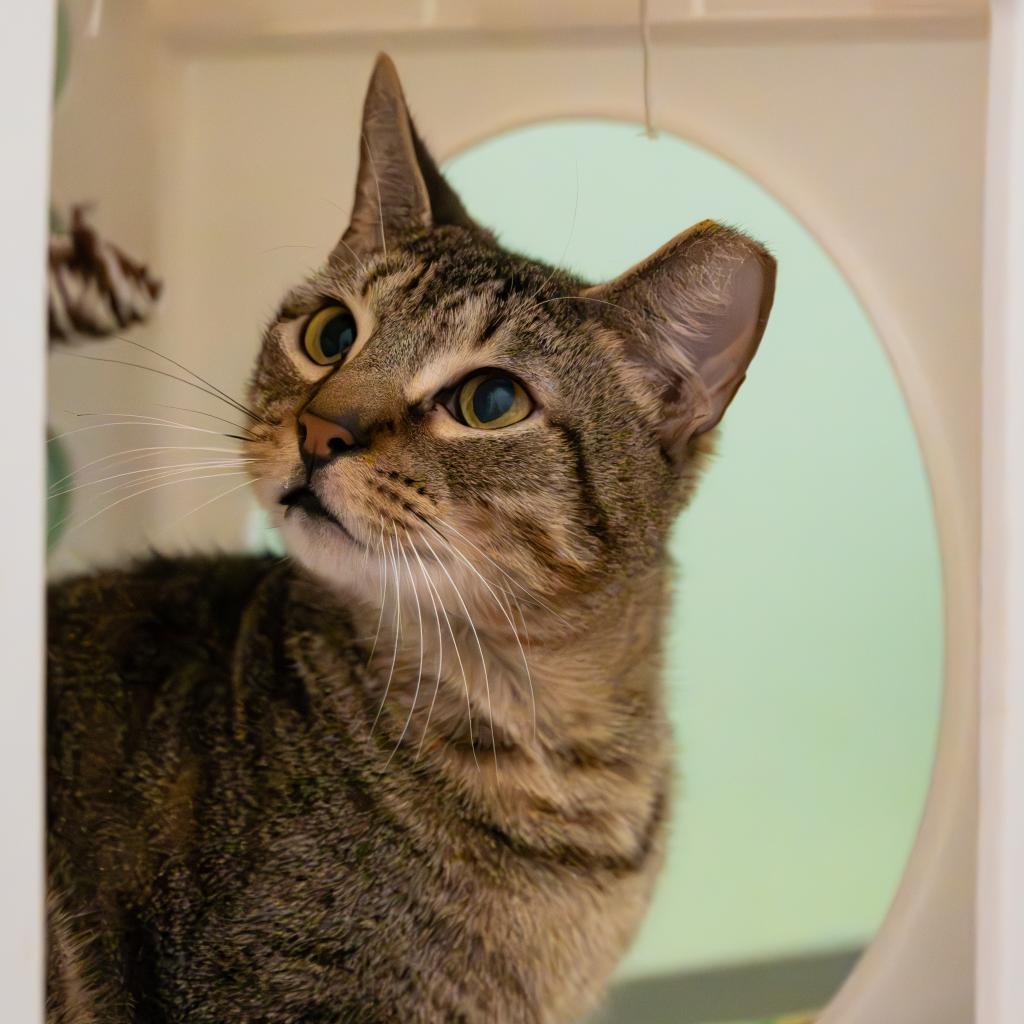 Enlarge Rain, a Adoptable Domestic Short Hair in Port Richey, FL image 5/6