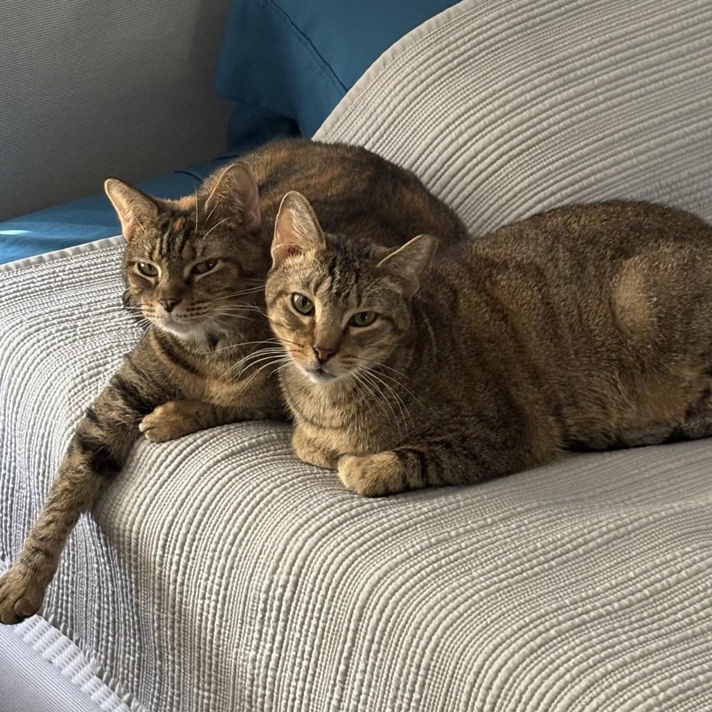 Enlarge Rain, a Adoptable Domestic Short Hair in Port Richey, FL image 6/6