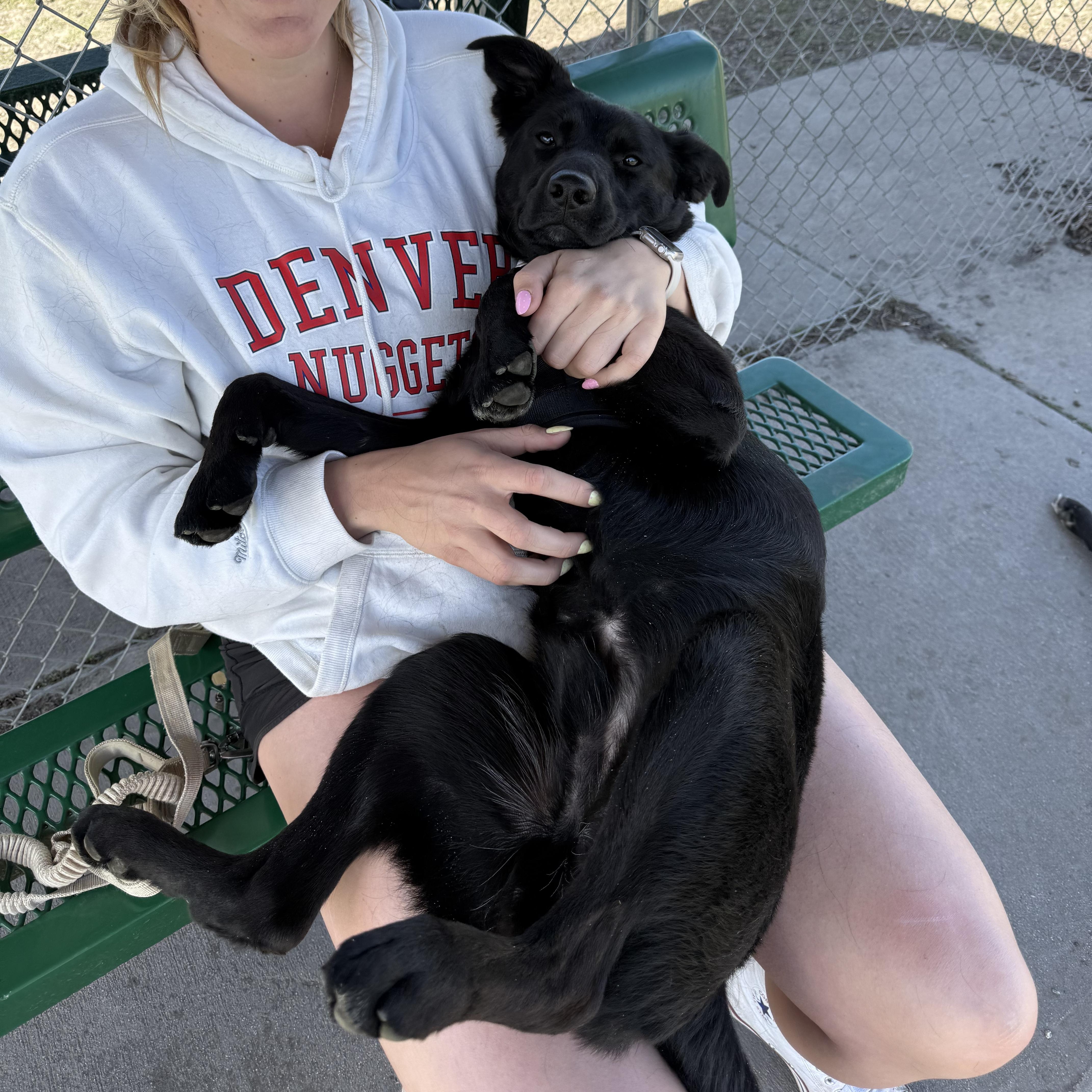Enlarge Lennon, an adoptable mixed breed in Jamestown, ND image 1/5