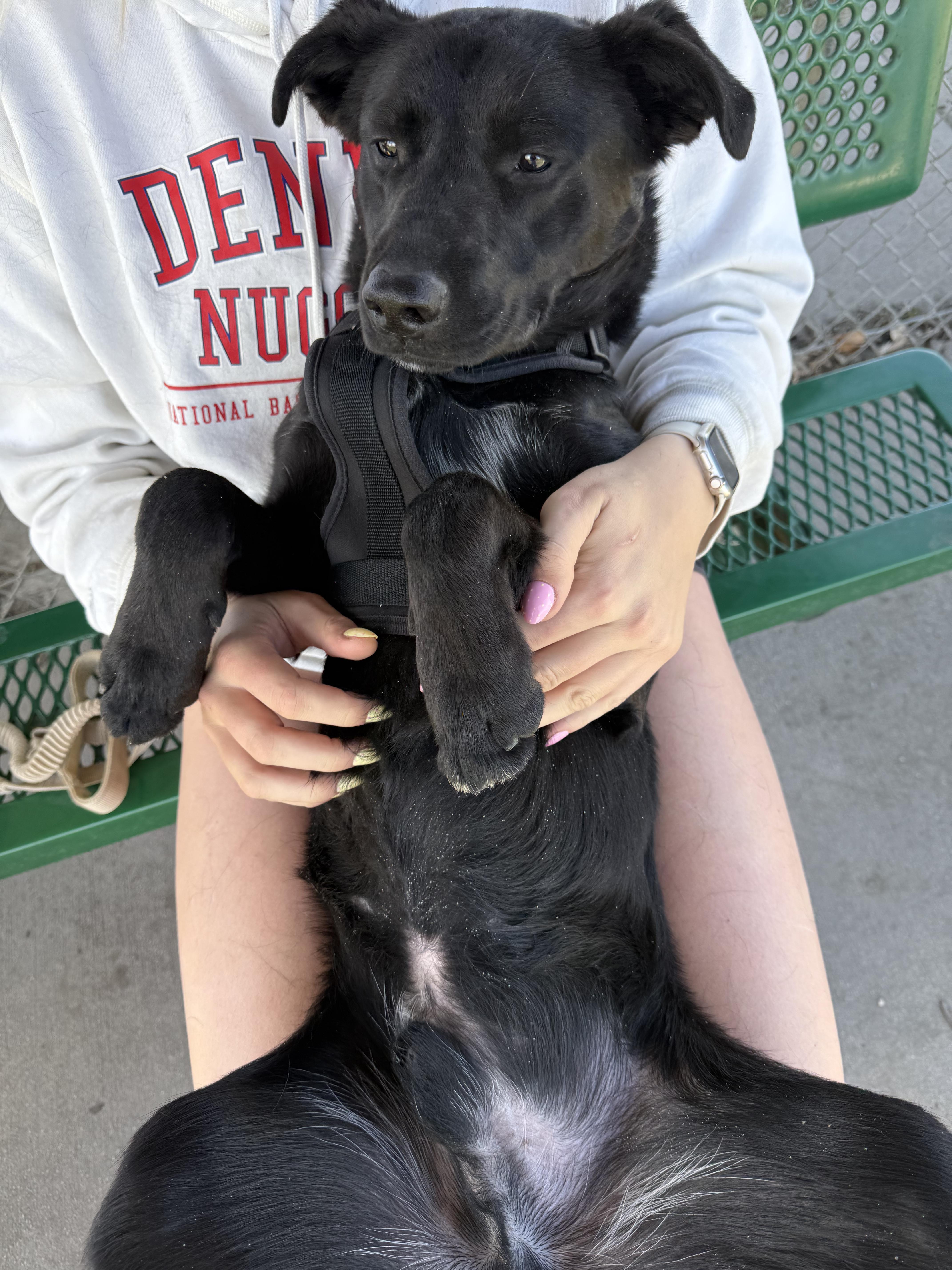 Enlarge Lennon, an adoptable mixed breed in Jamestown, ND image 2/5